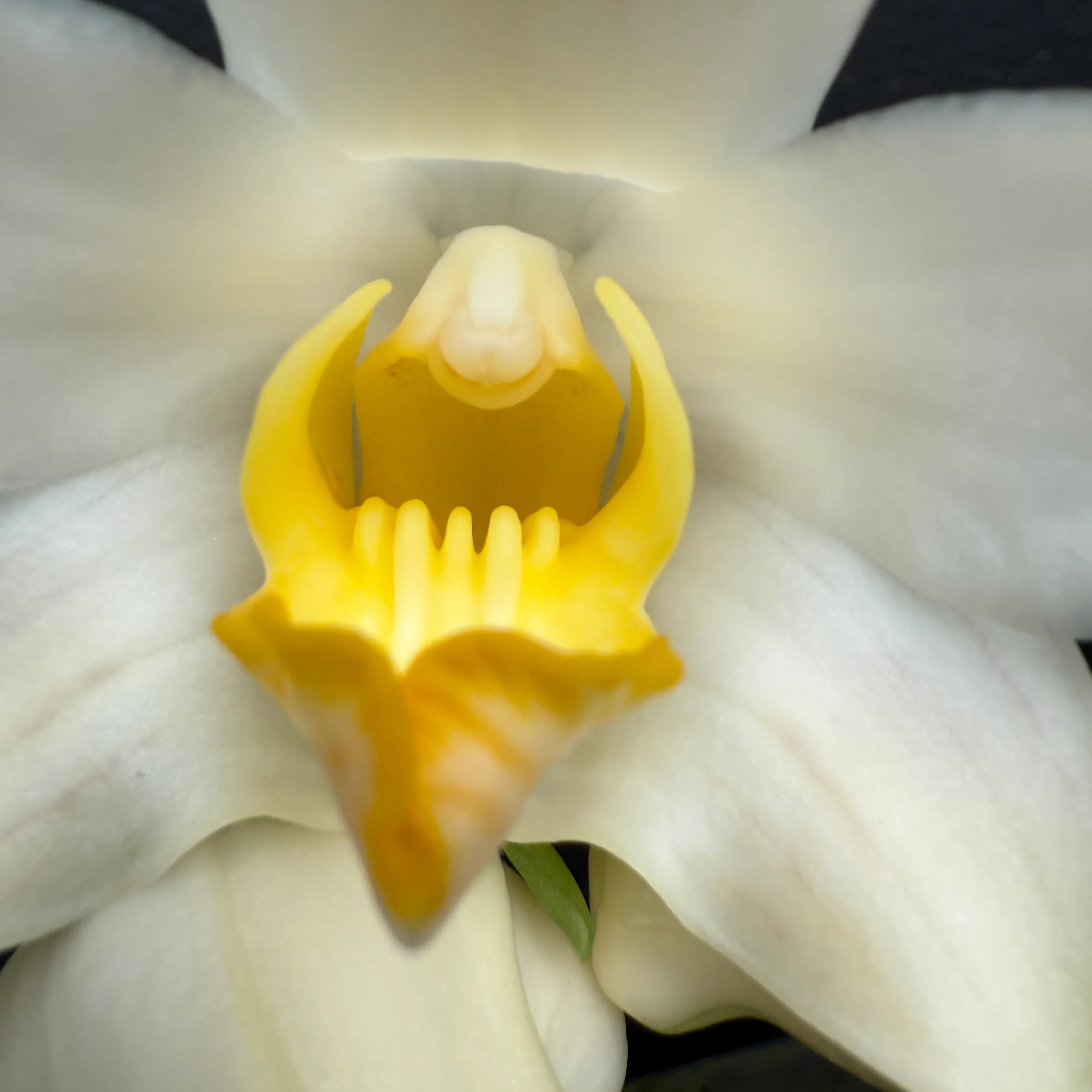 Chysis bractescens