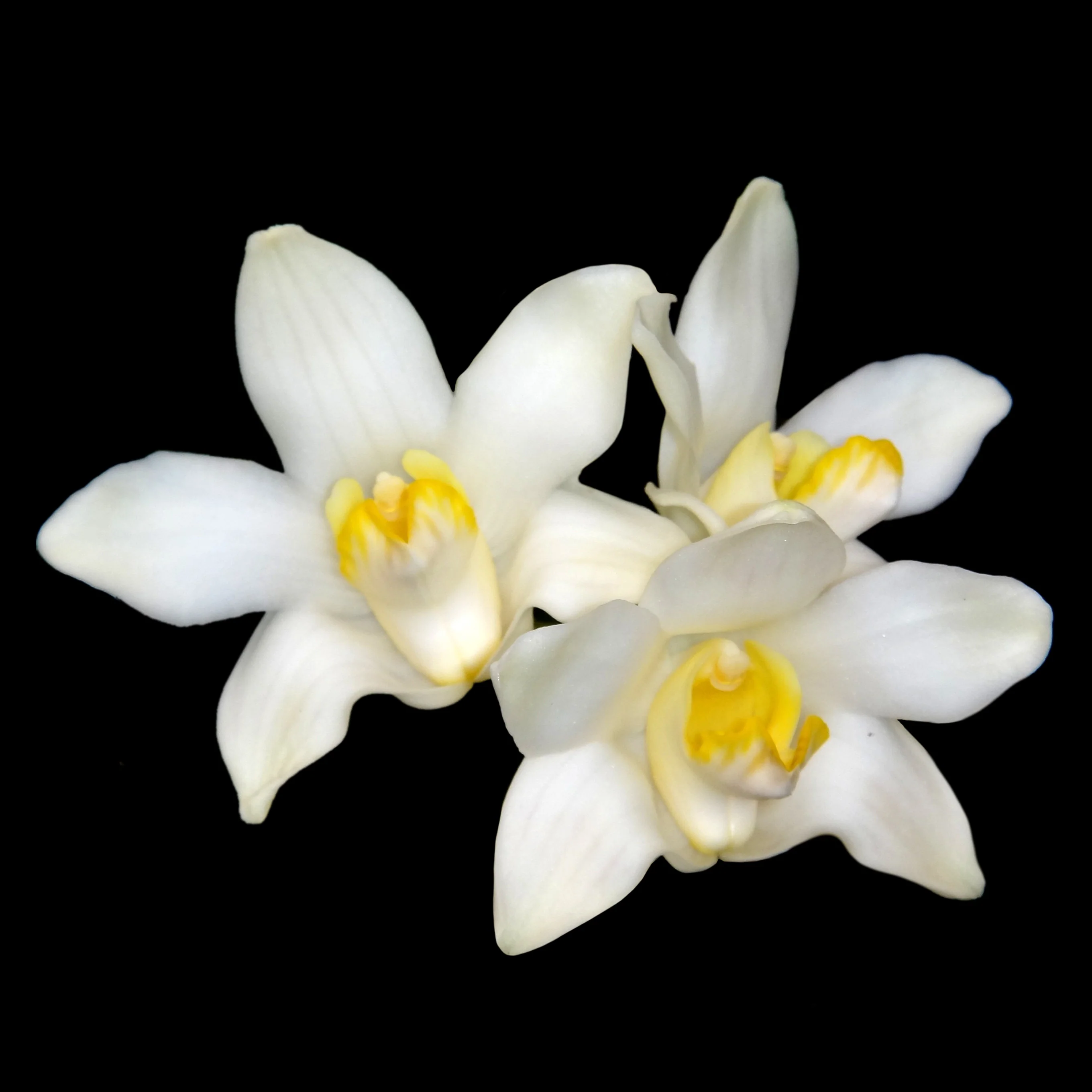 Chysis bractescens - Image 2