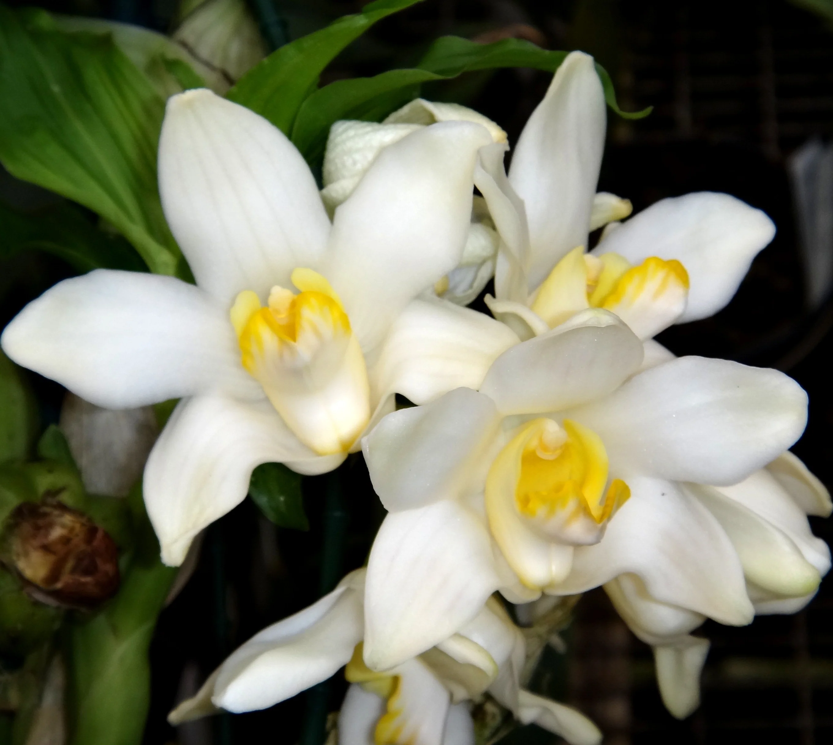 Chysis bractescens - Image 3