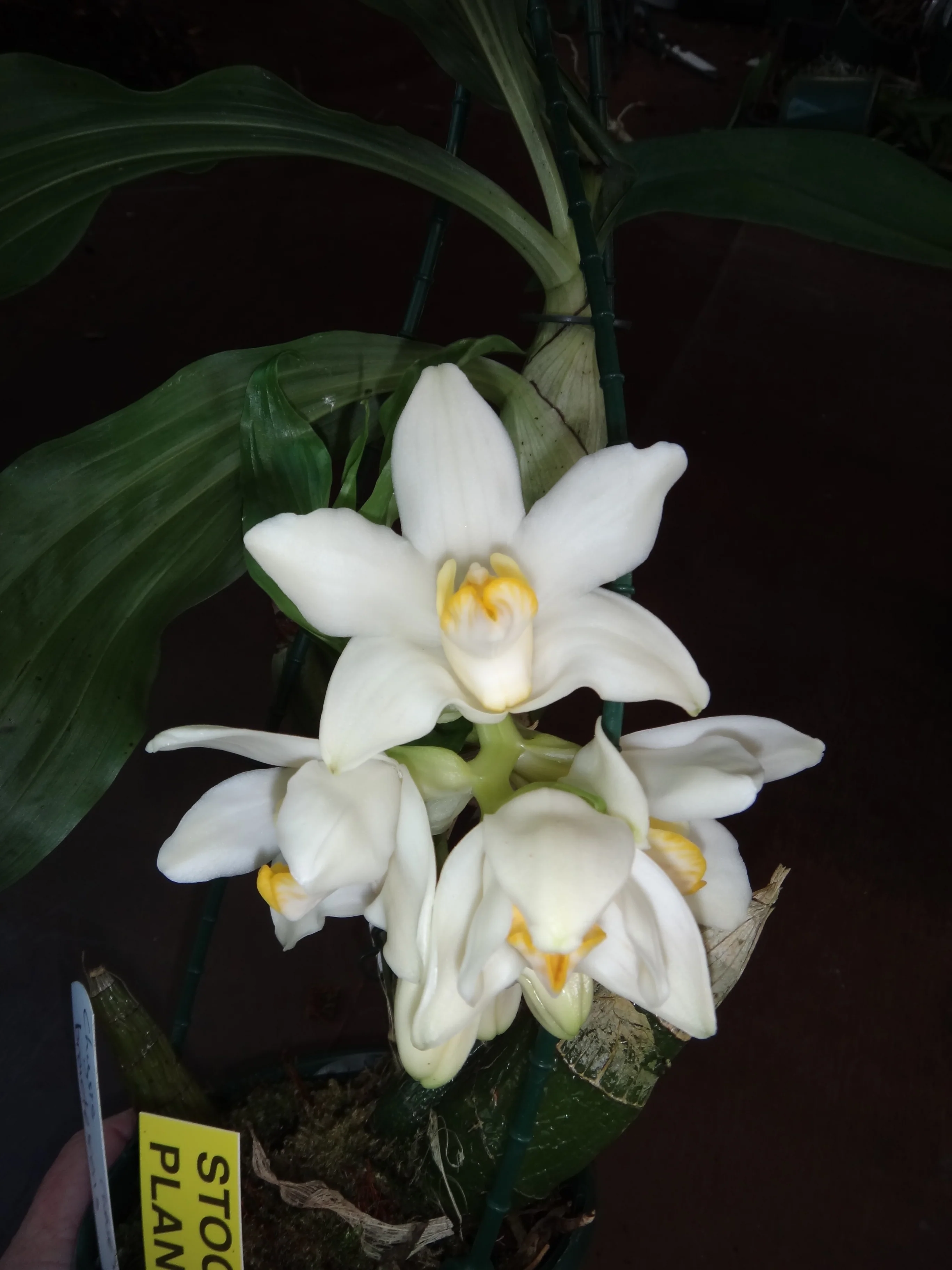Chysis bractescens - Image 4