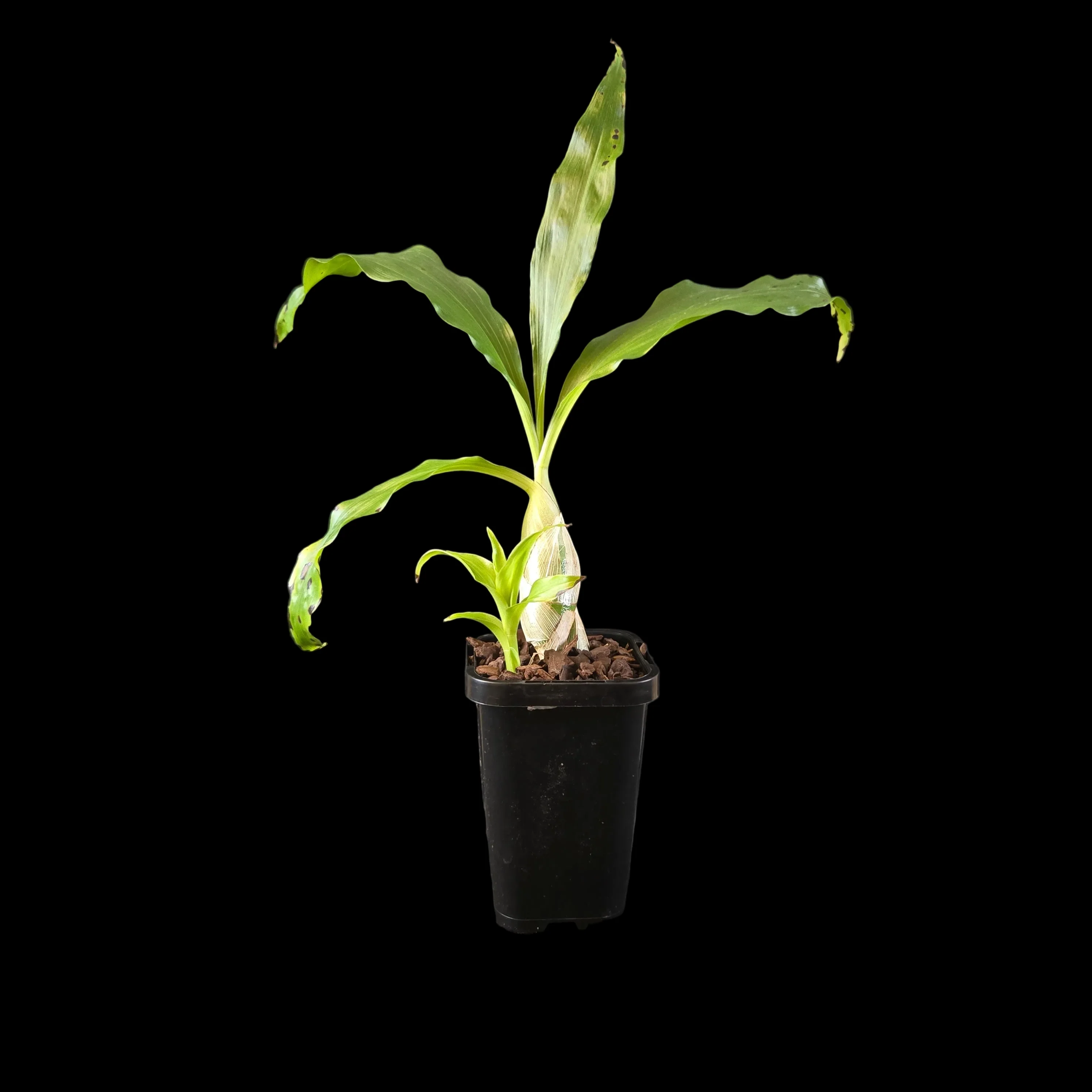 Chysis bractescens - Image 5