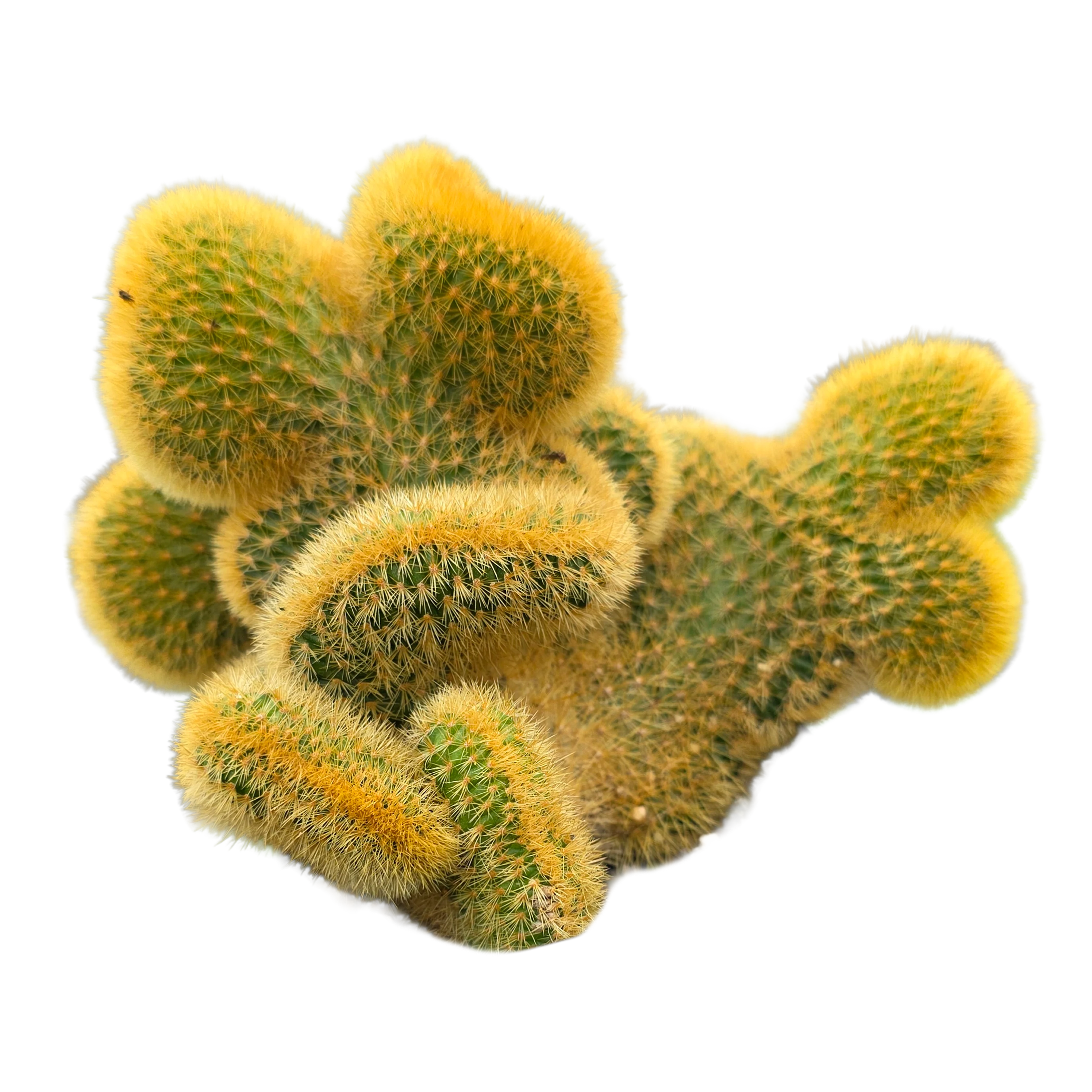 Cleistocactus winteri subsp. aureispina cristata