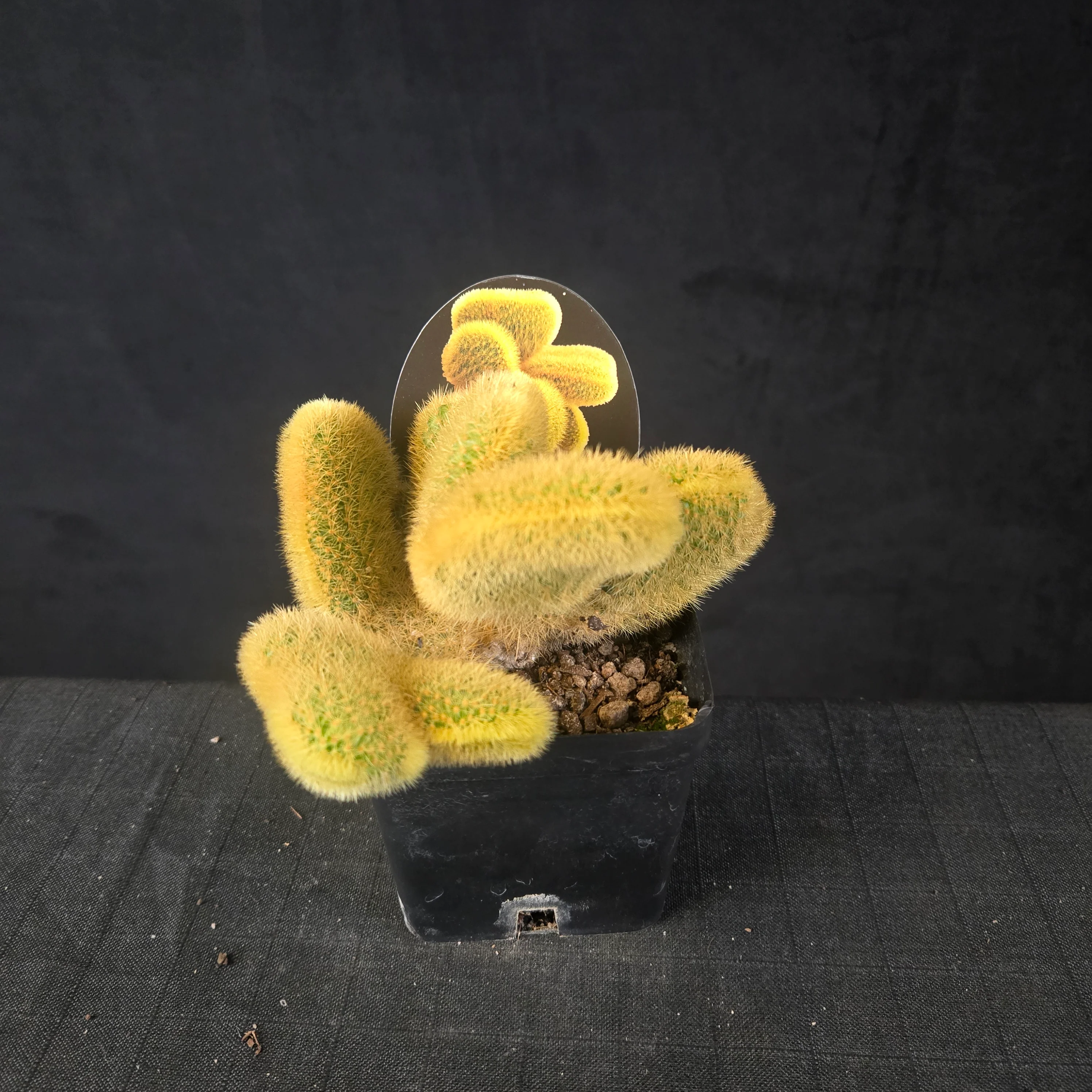 Cleistocactus winteri subsp. aureispina cristata - Image 2