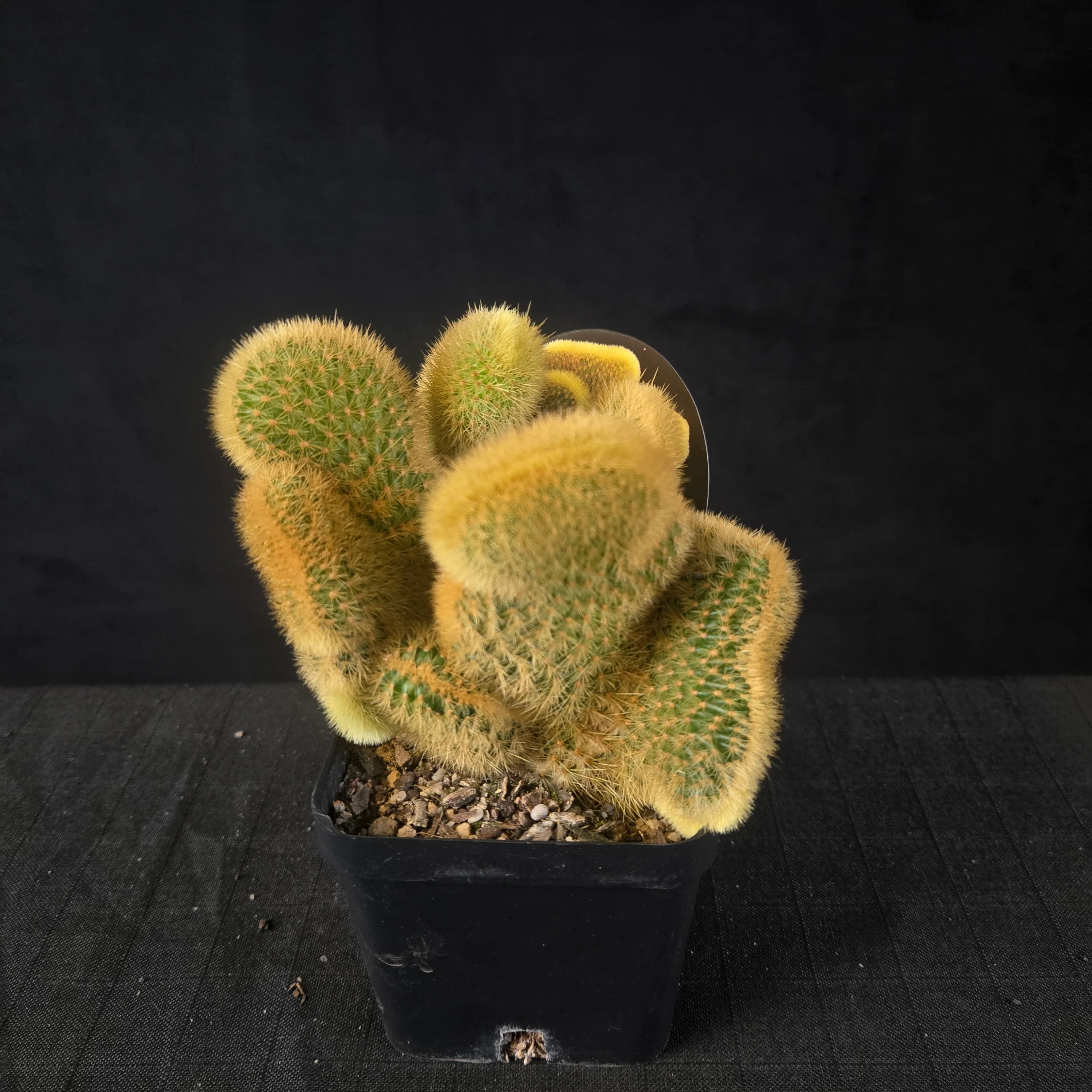 Cleistocactus winteri subsp. aureispina cristata - Image 3
