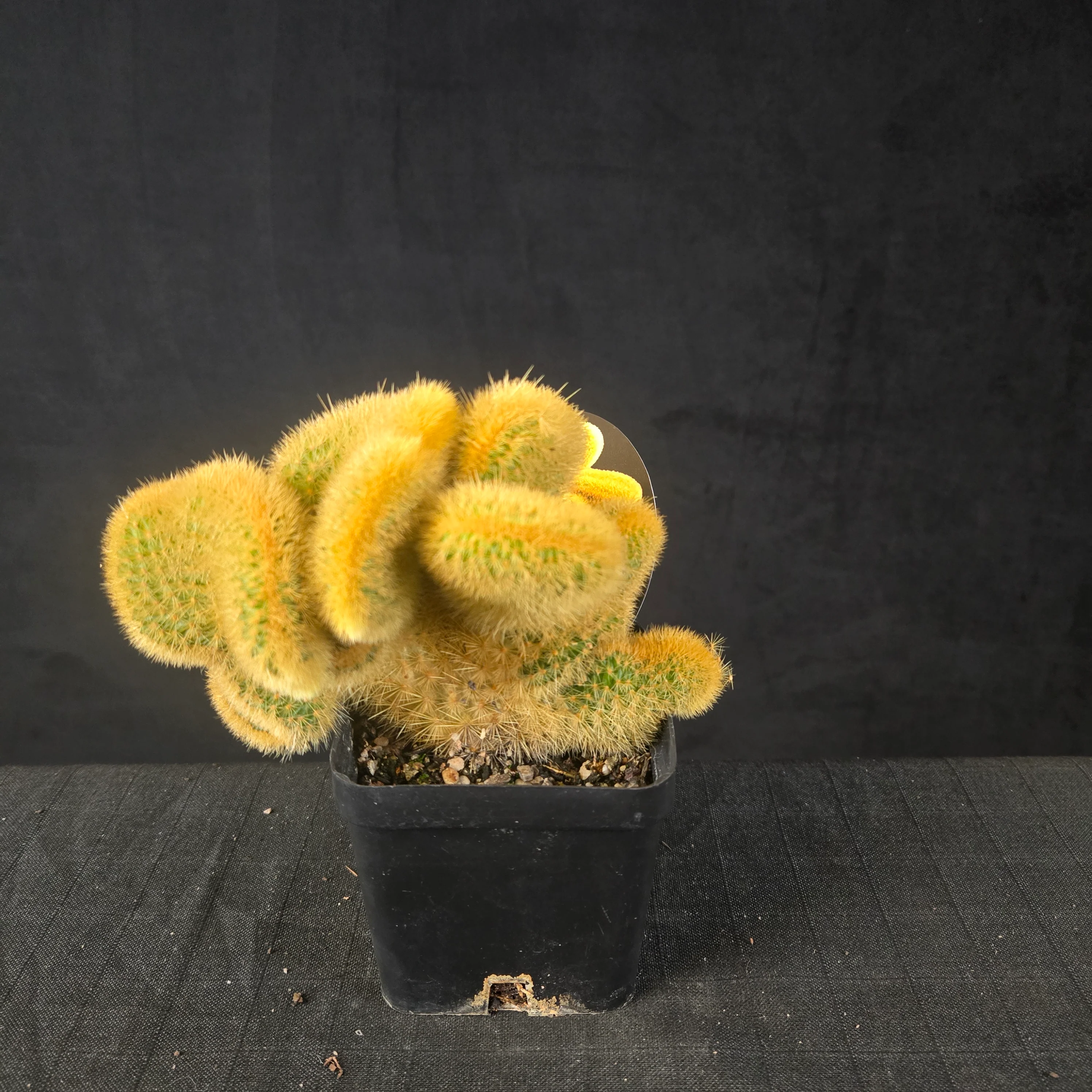 Cleistocactus winteri subsp. aureispina cristata - Image 4