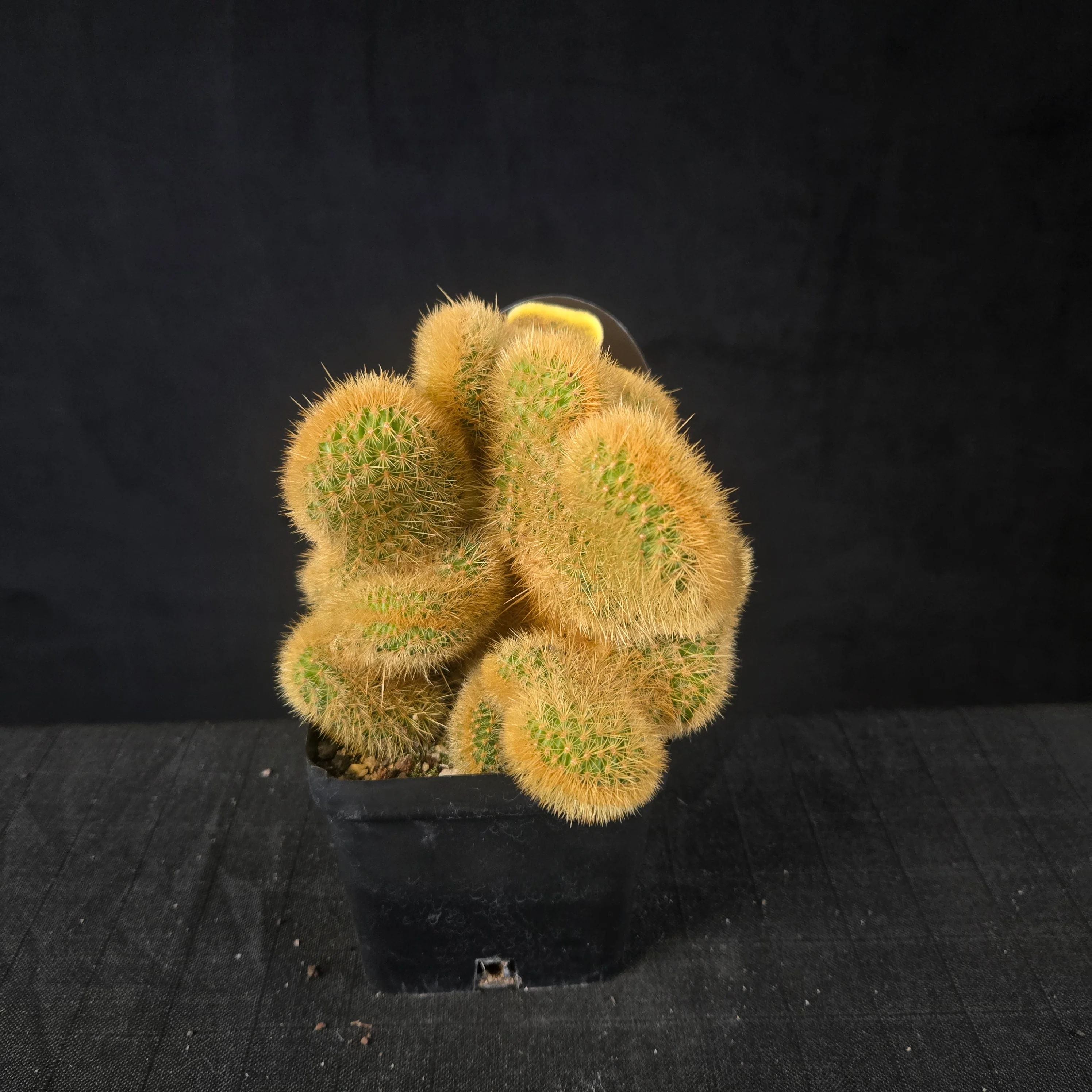 Cleistocactus winteri subsp. aureispina cristata - Image 5