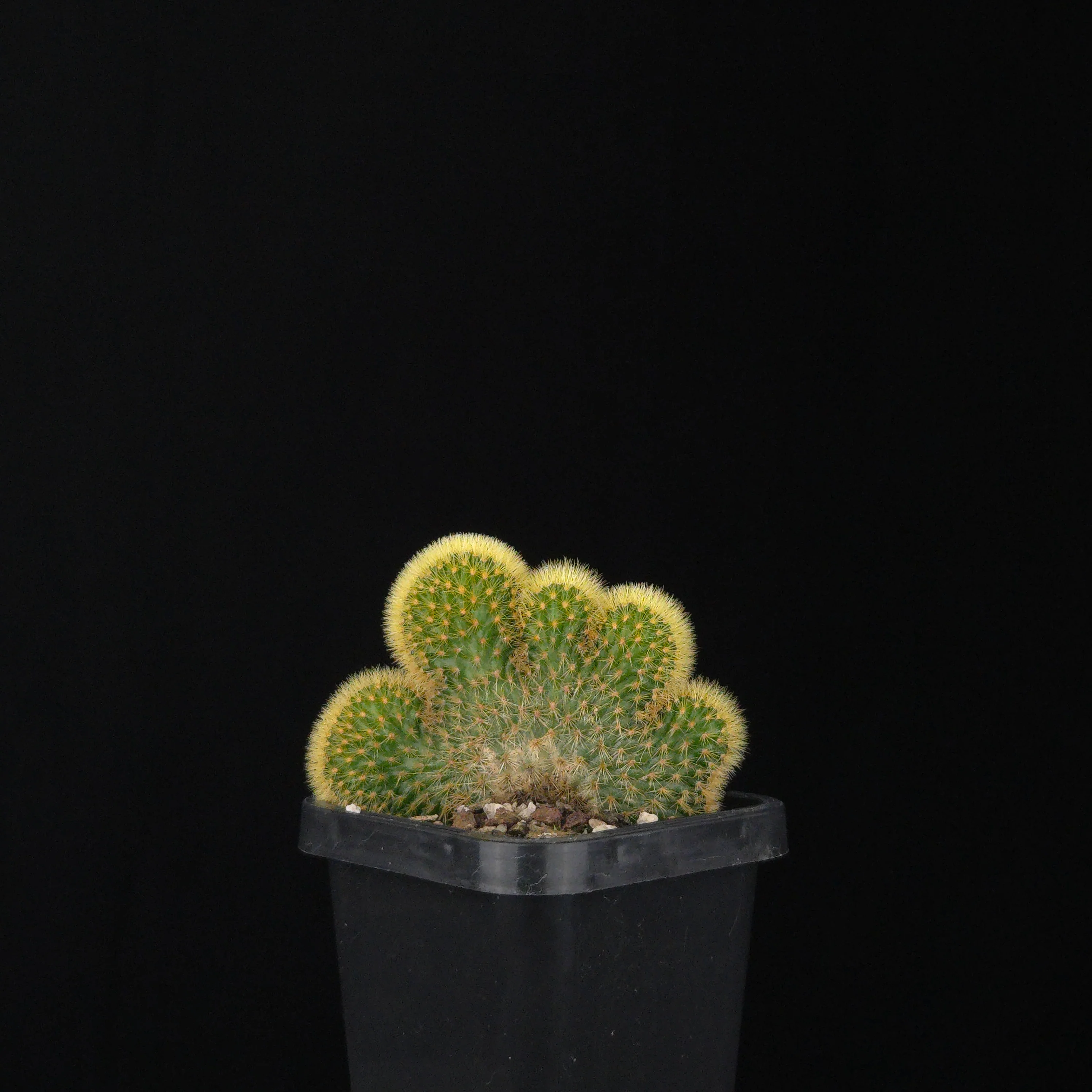 Cleistocactus winteri subsp. aureispina cristata - Image 7