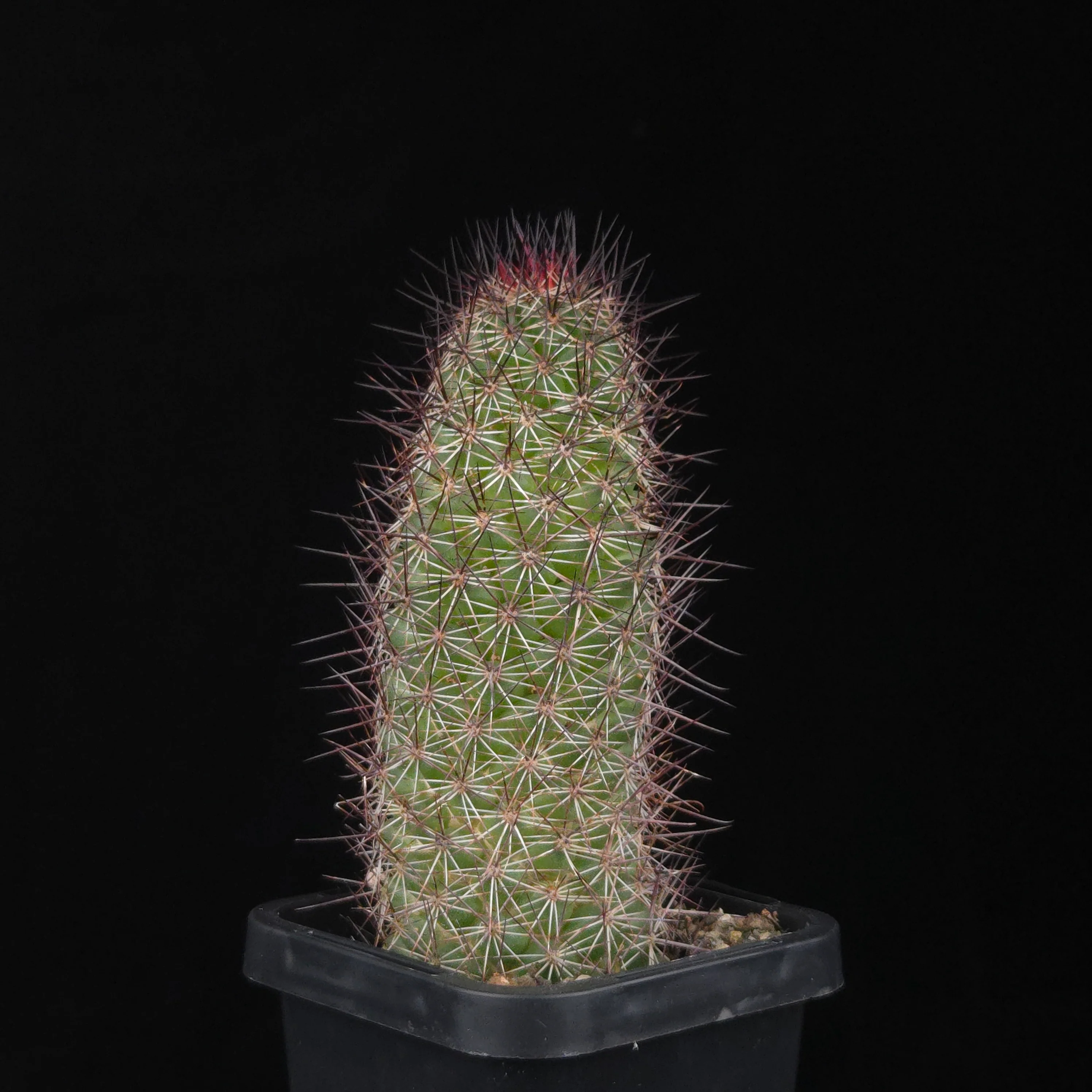 Cochemiea mazatlanensis (Syn. Mammillaria) - Image 2