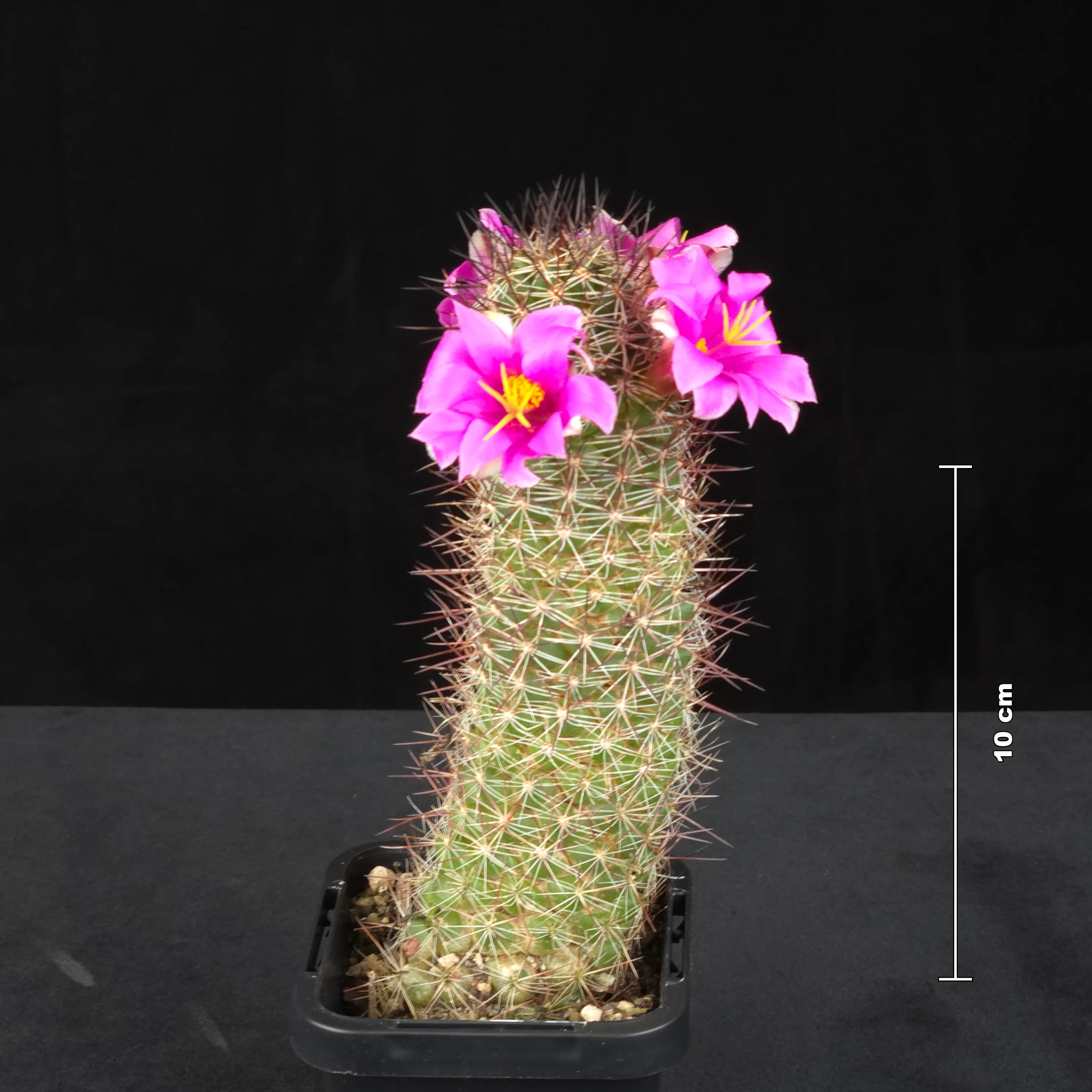 Cochemiea mazatlanensis (Syn. Mammillaria) - Image 4
