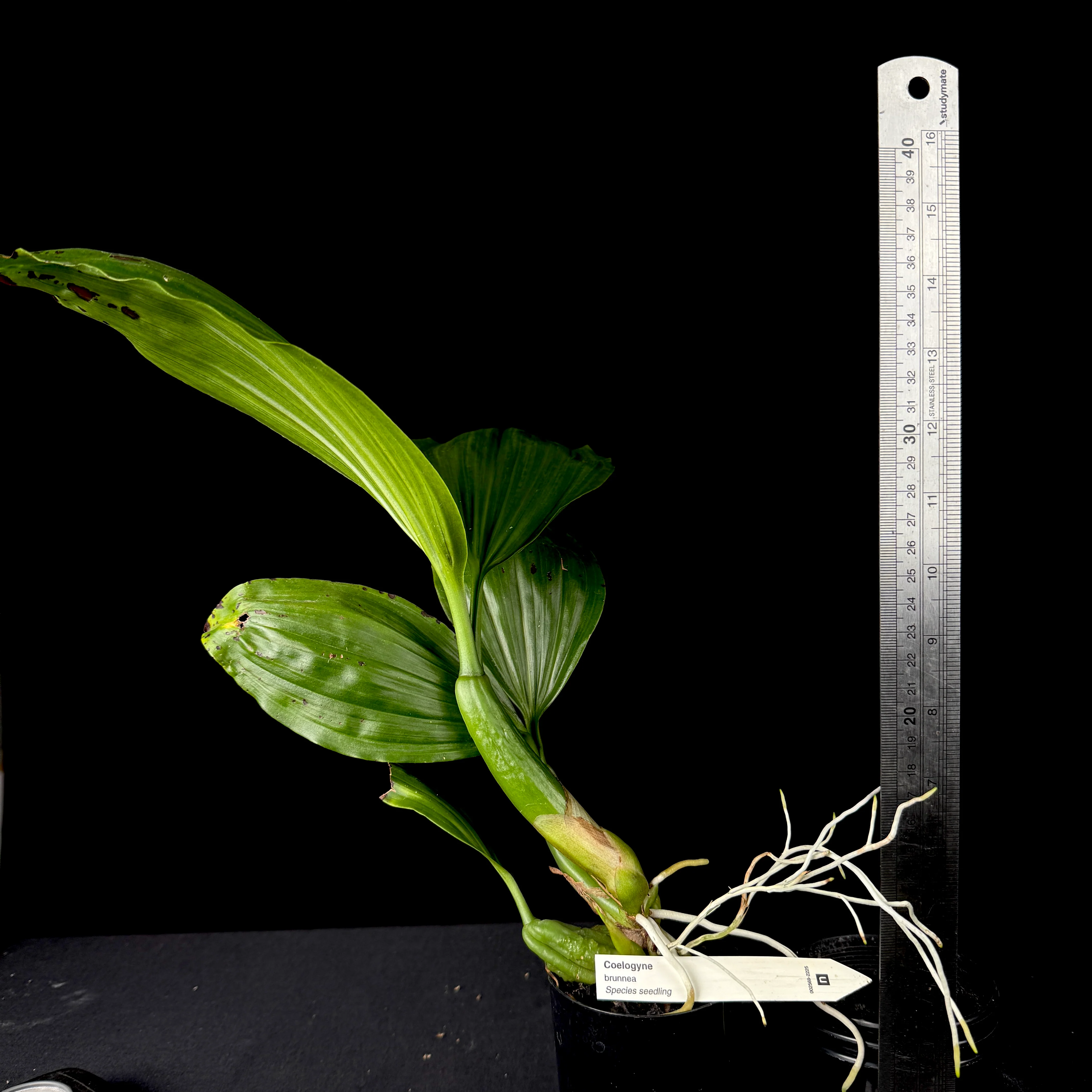 Coelogyne brunnea