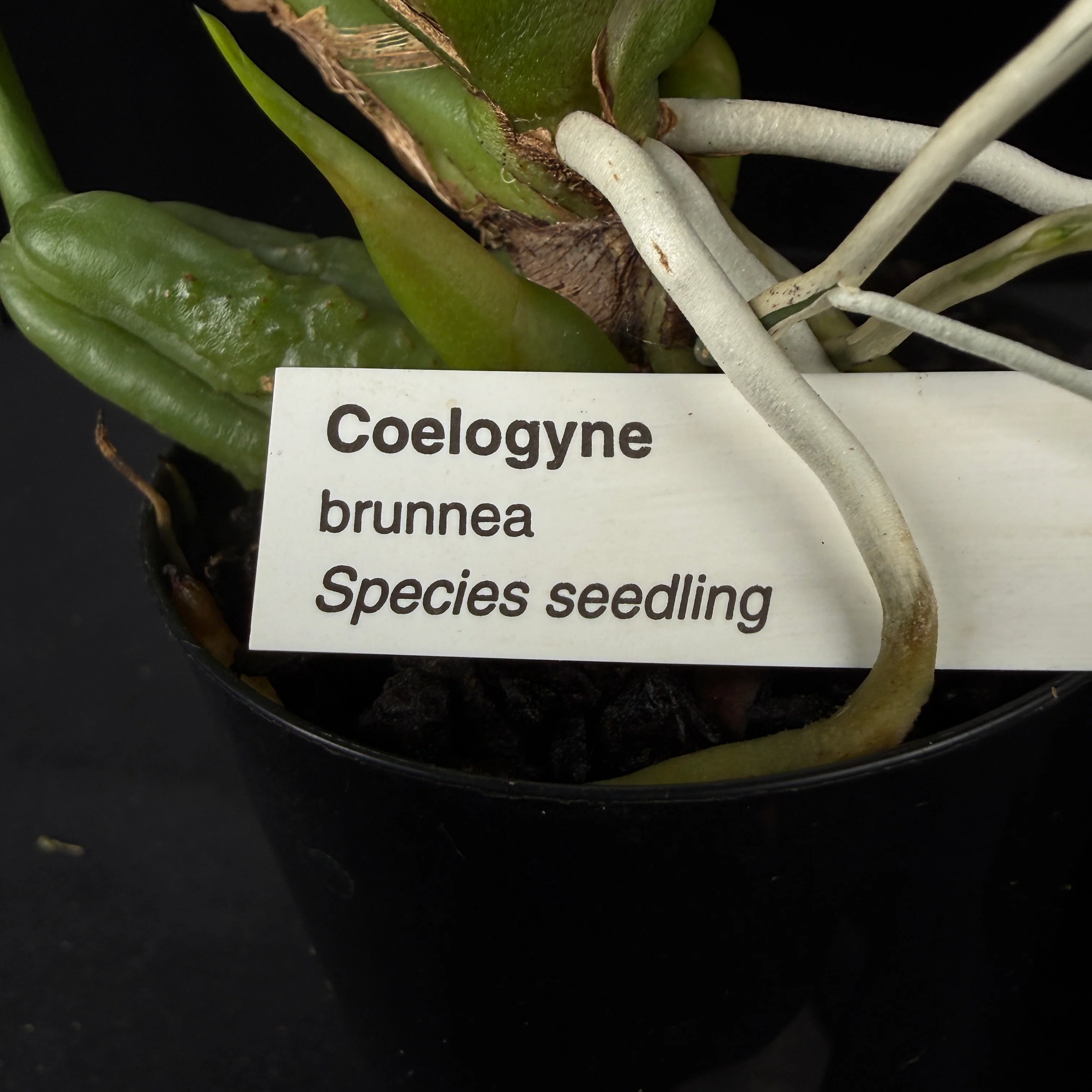 Coelogyne brunnea - Image 2