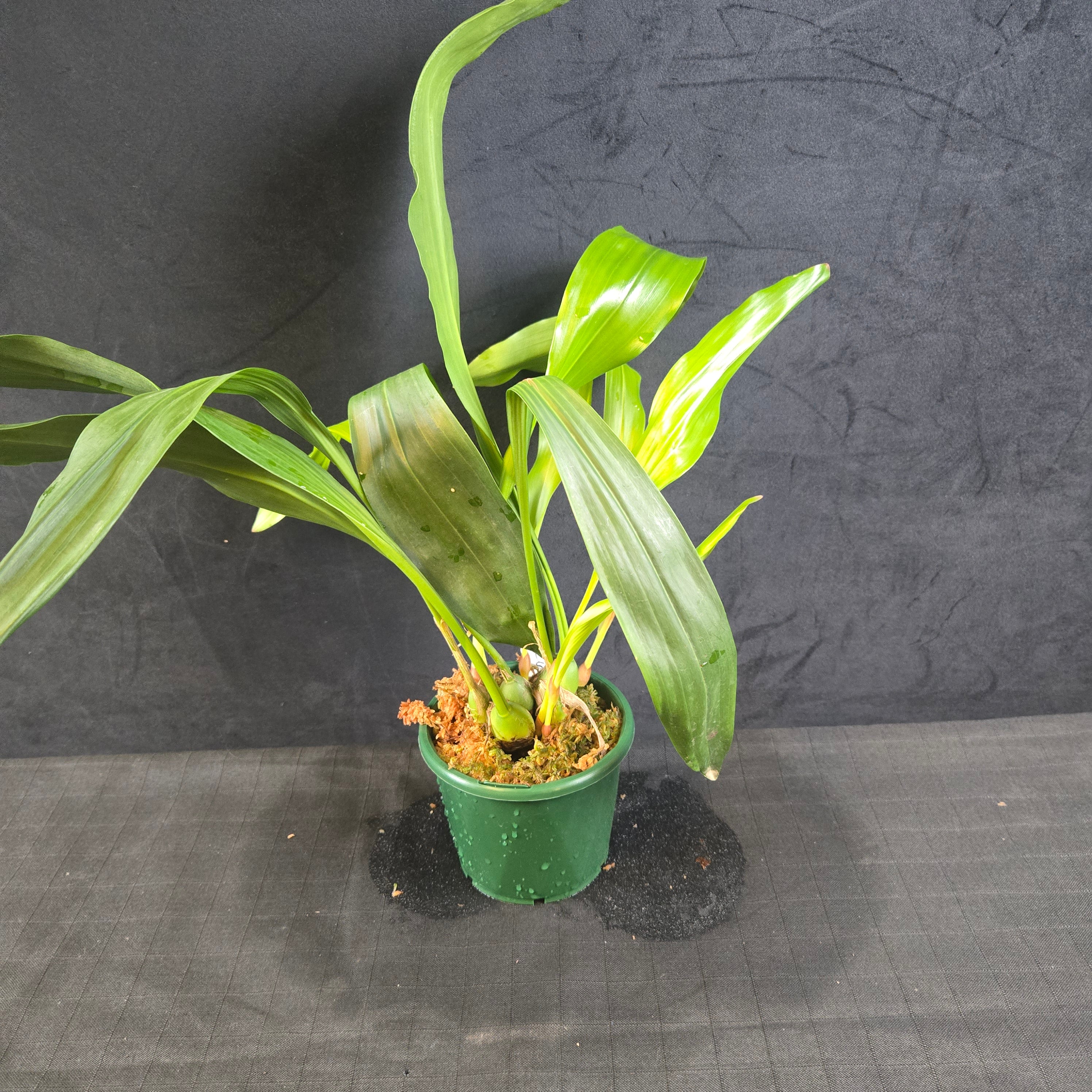 Coelogyne (Syn. Dendrochilum) glumanceum - Image 3