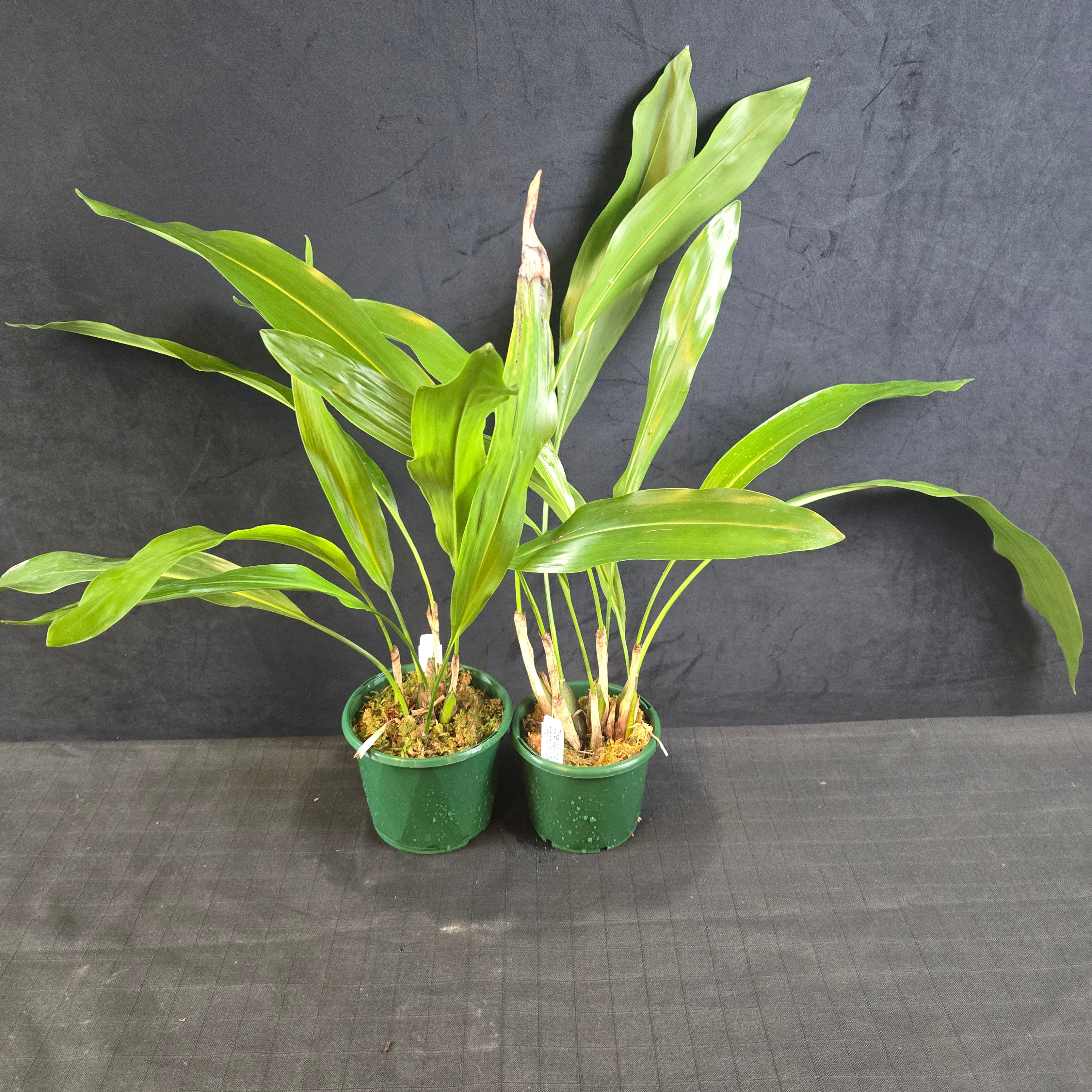 Coelogyne magnum 'Golden Rod' (Syn. Dendrochilum) - Image 2