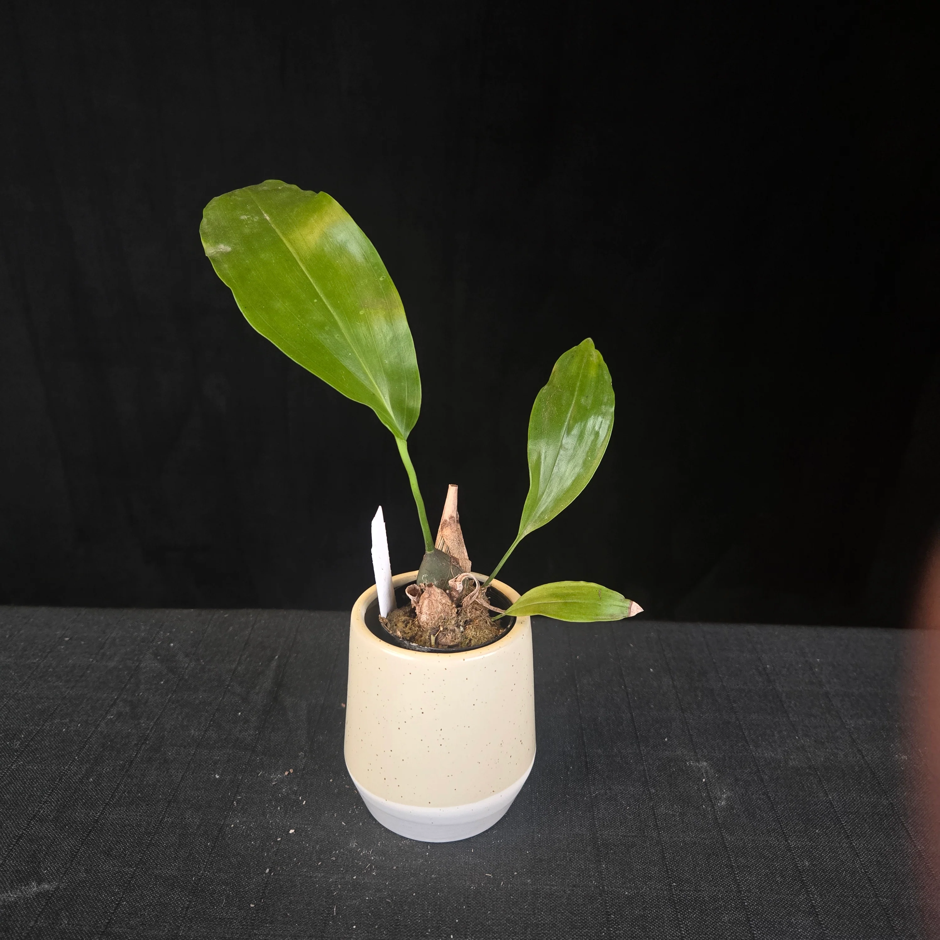 Coelogyne magnum 'Golden Rod' (Syn. Dendrochilum) - Image 3