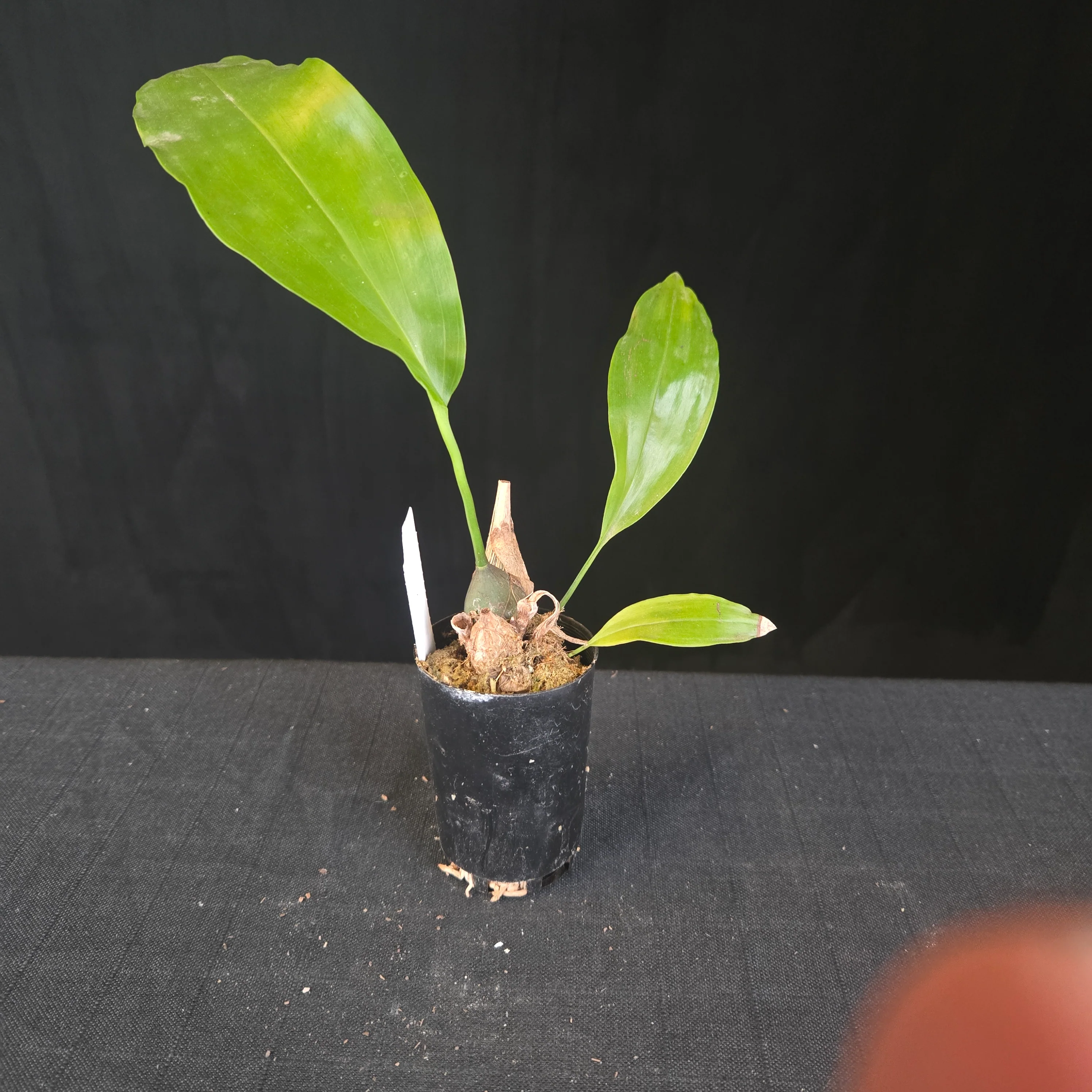 Coelogyne magnum 'Golden Rod' (Syn. Dendrochilum) - Image 4
