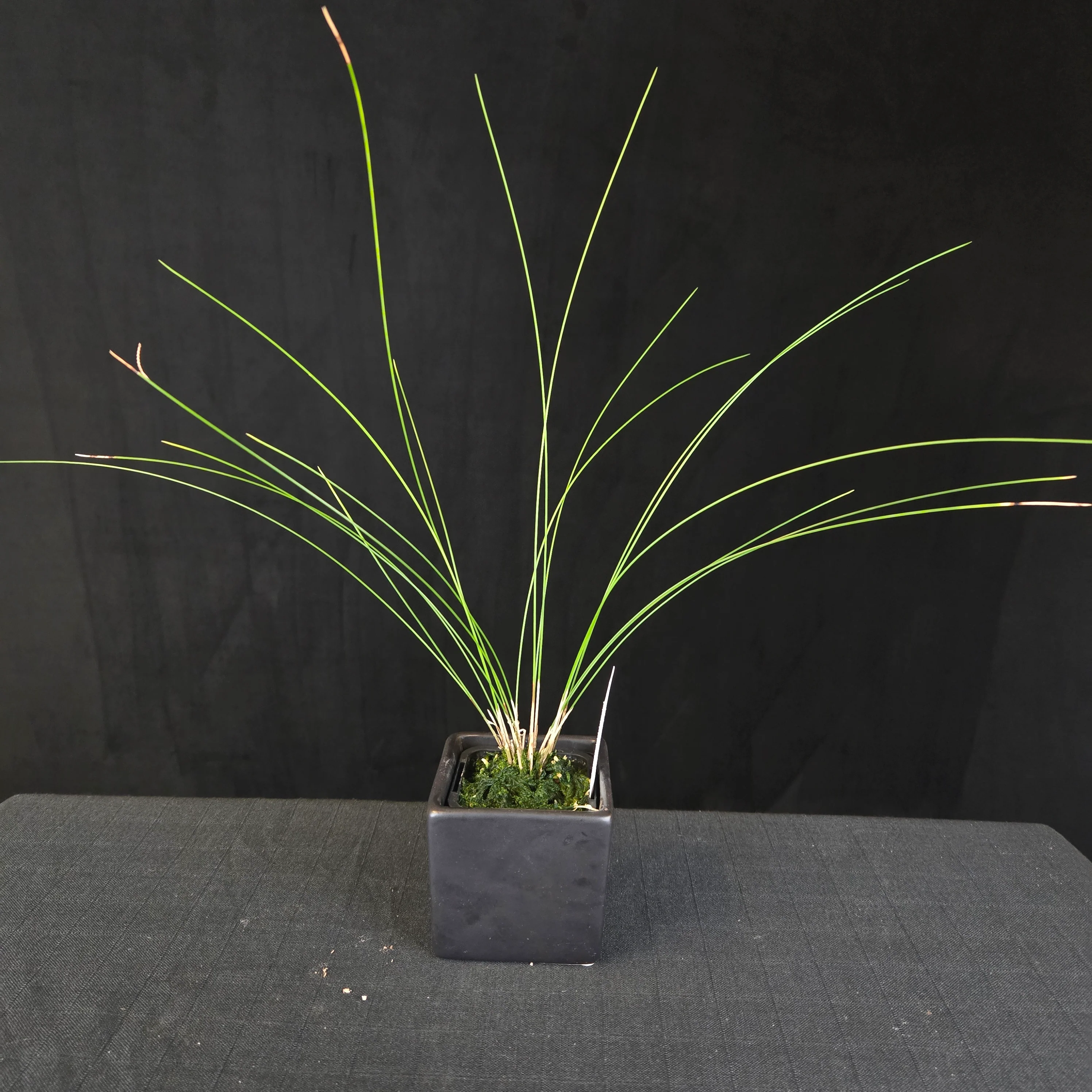 Coelogyne tenellum (syn. Dendrochilum tenellum) - The Delicate Chain Orchid - Image 2