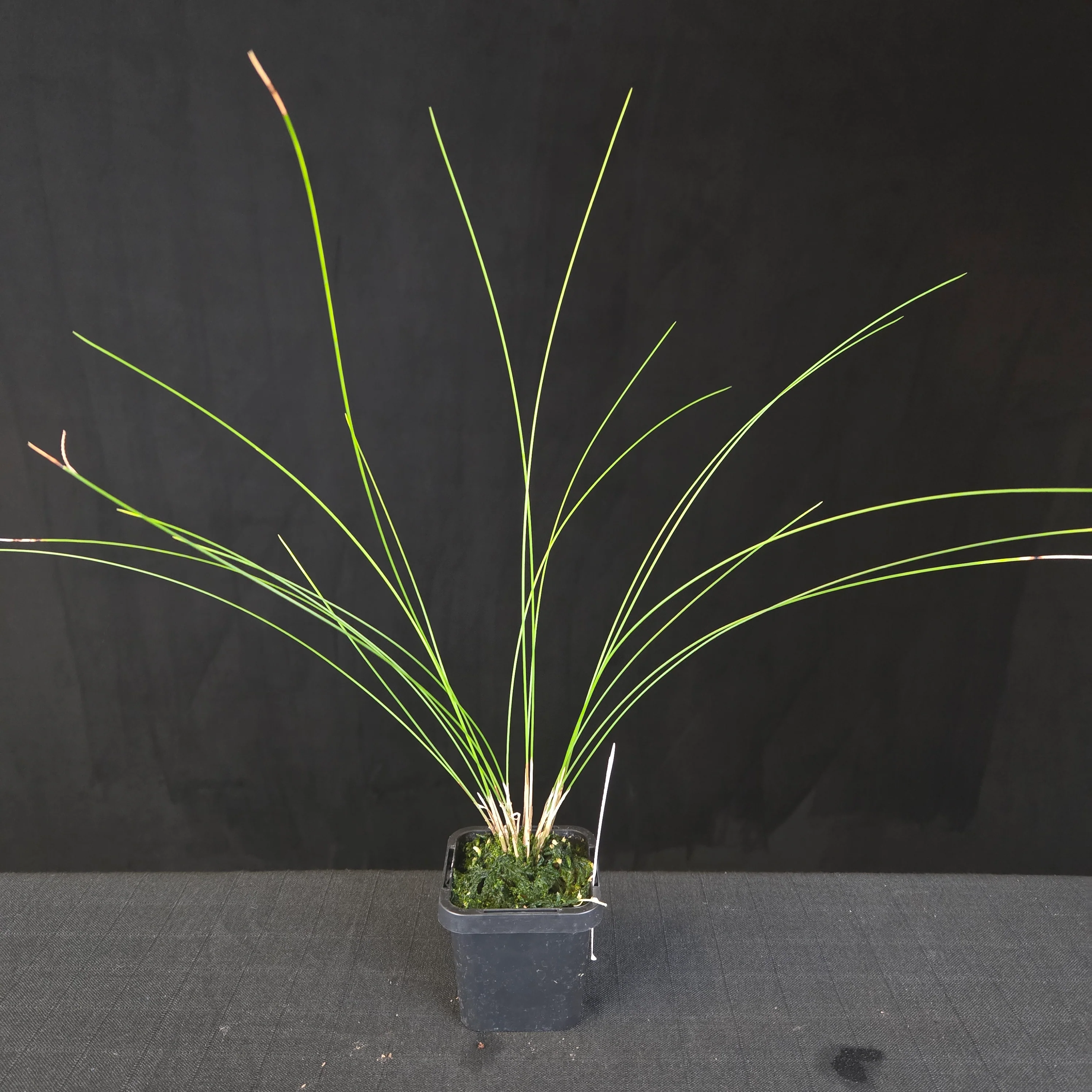Coelogyne tenellum (syn. Dendrochilum tenellum) - The Delicate Chain Orchid - Image 3