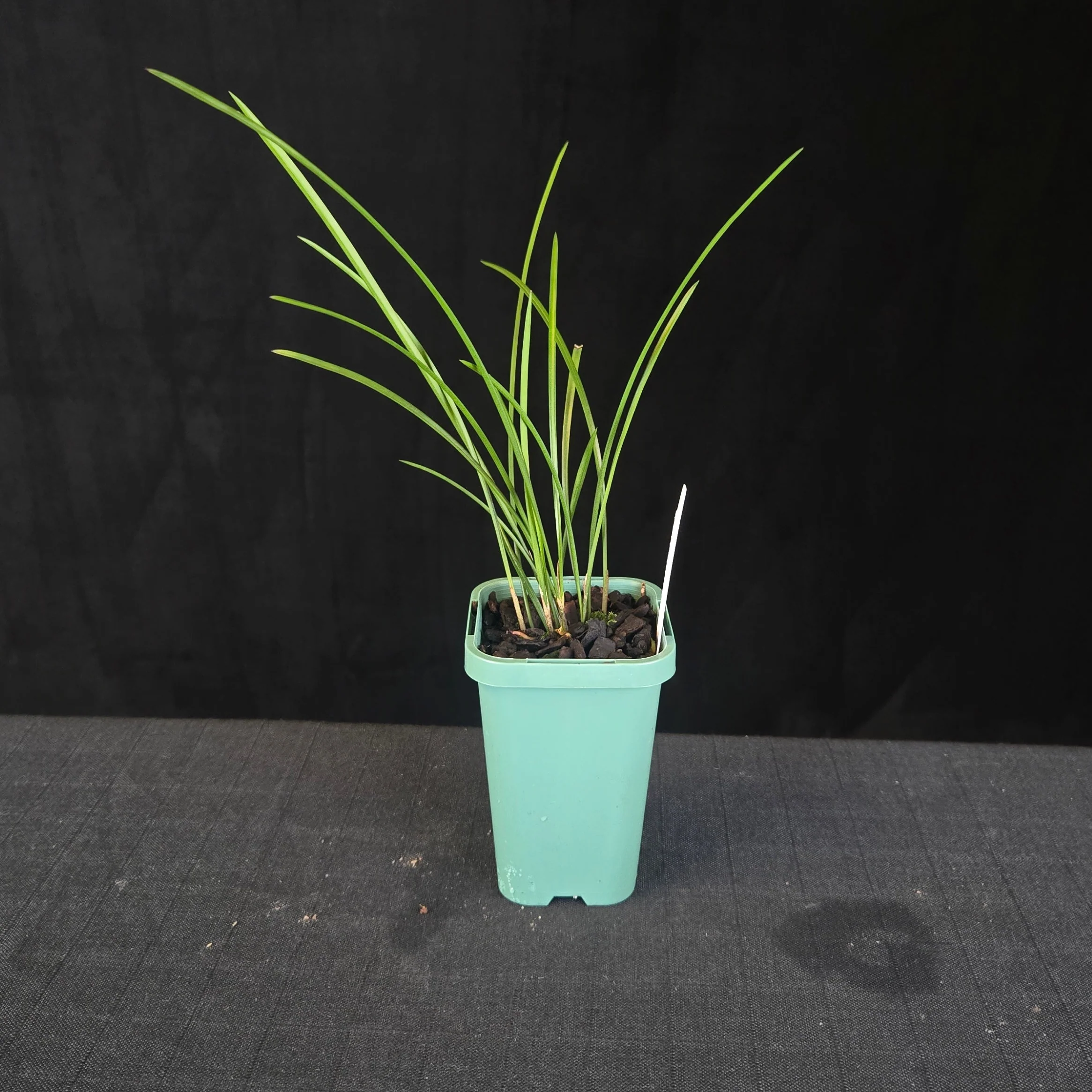 Coelogyne wenzelii (syn. Dendrochilum wenzellii) - Image 3