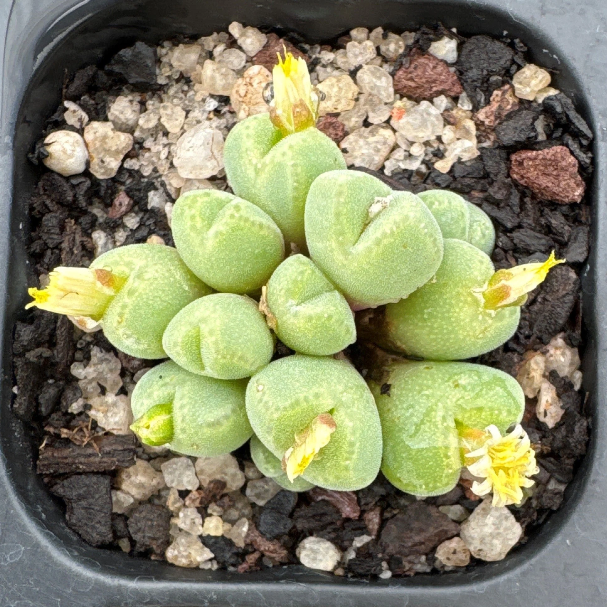 Conophytum hians - Living Stone - Image 2