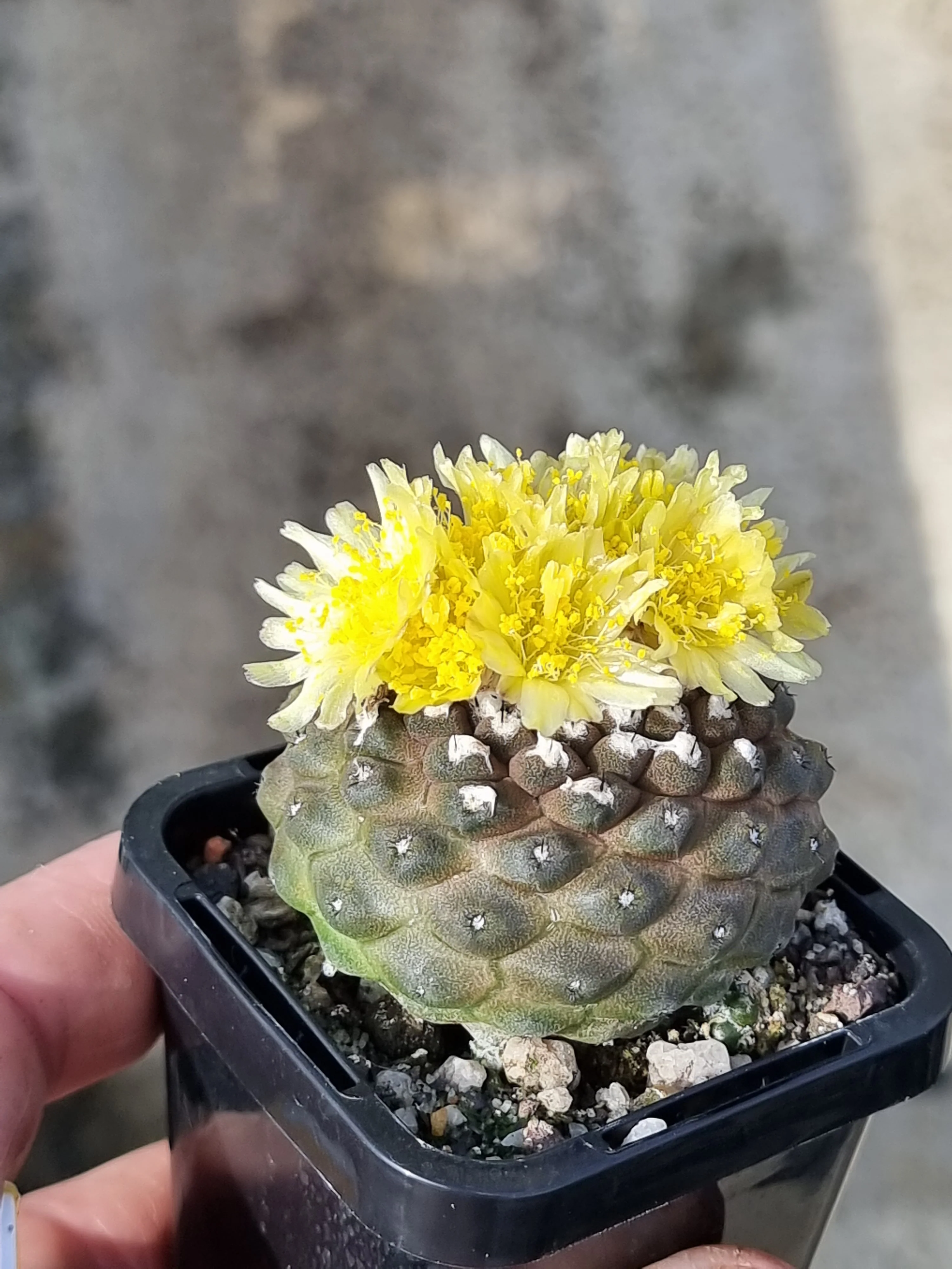 Copiapoa hypogaea: The Subterranean Cactus of the Atacama Desert - Image 5