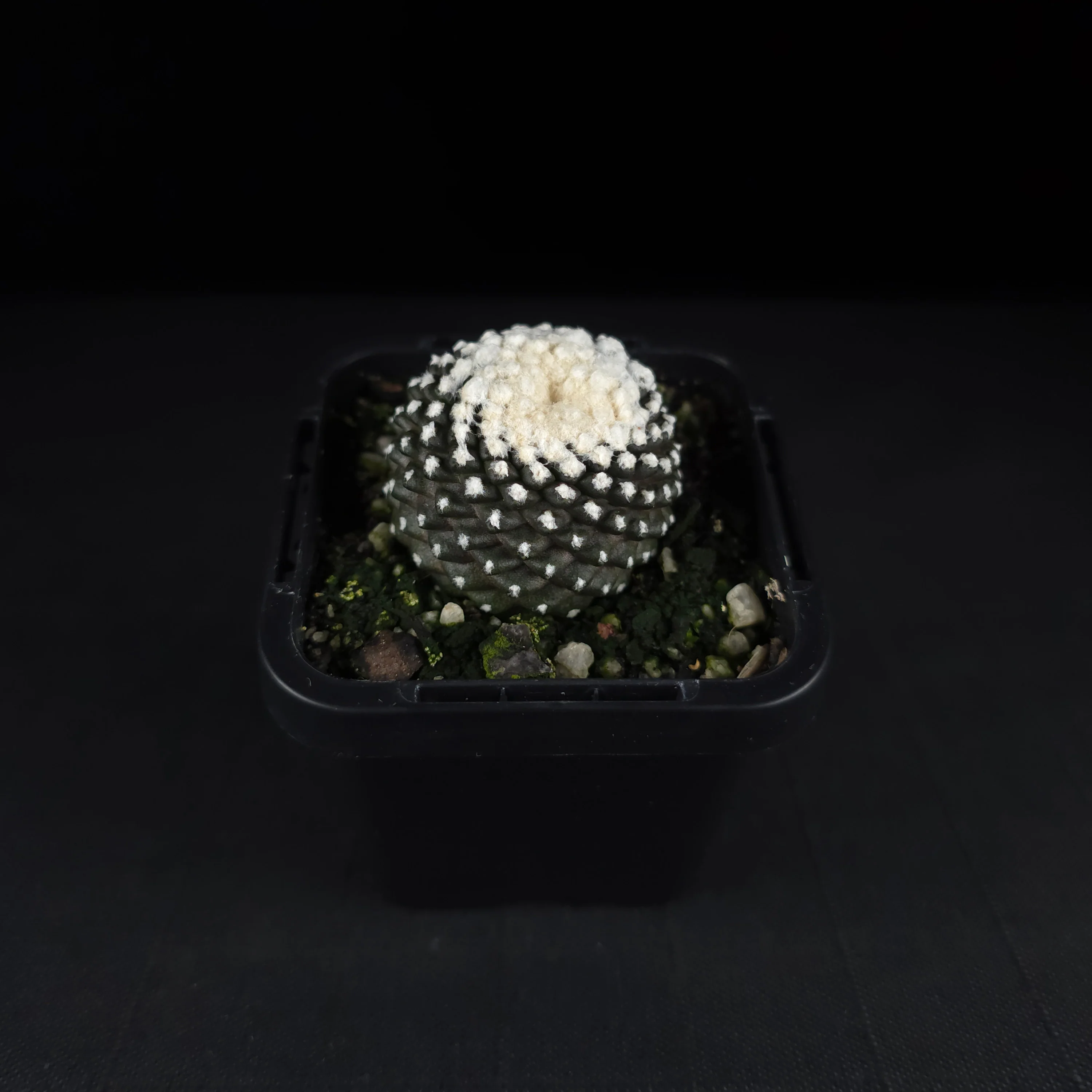 Copiapoa tenuissima f. Monstruosa - Image 2