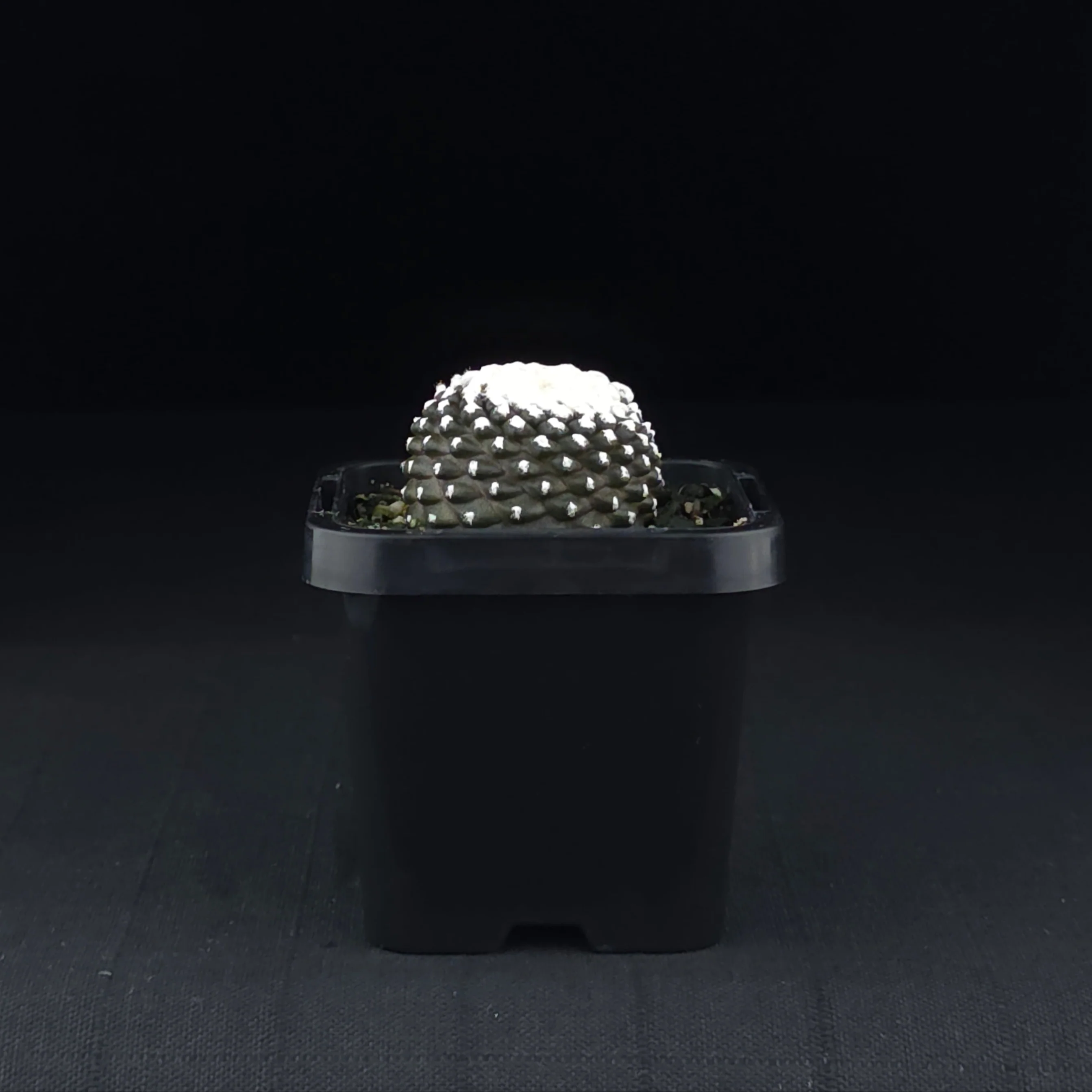 Copiapoa tenuissima f. Monstruosa - Image 3