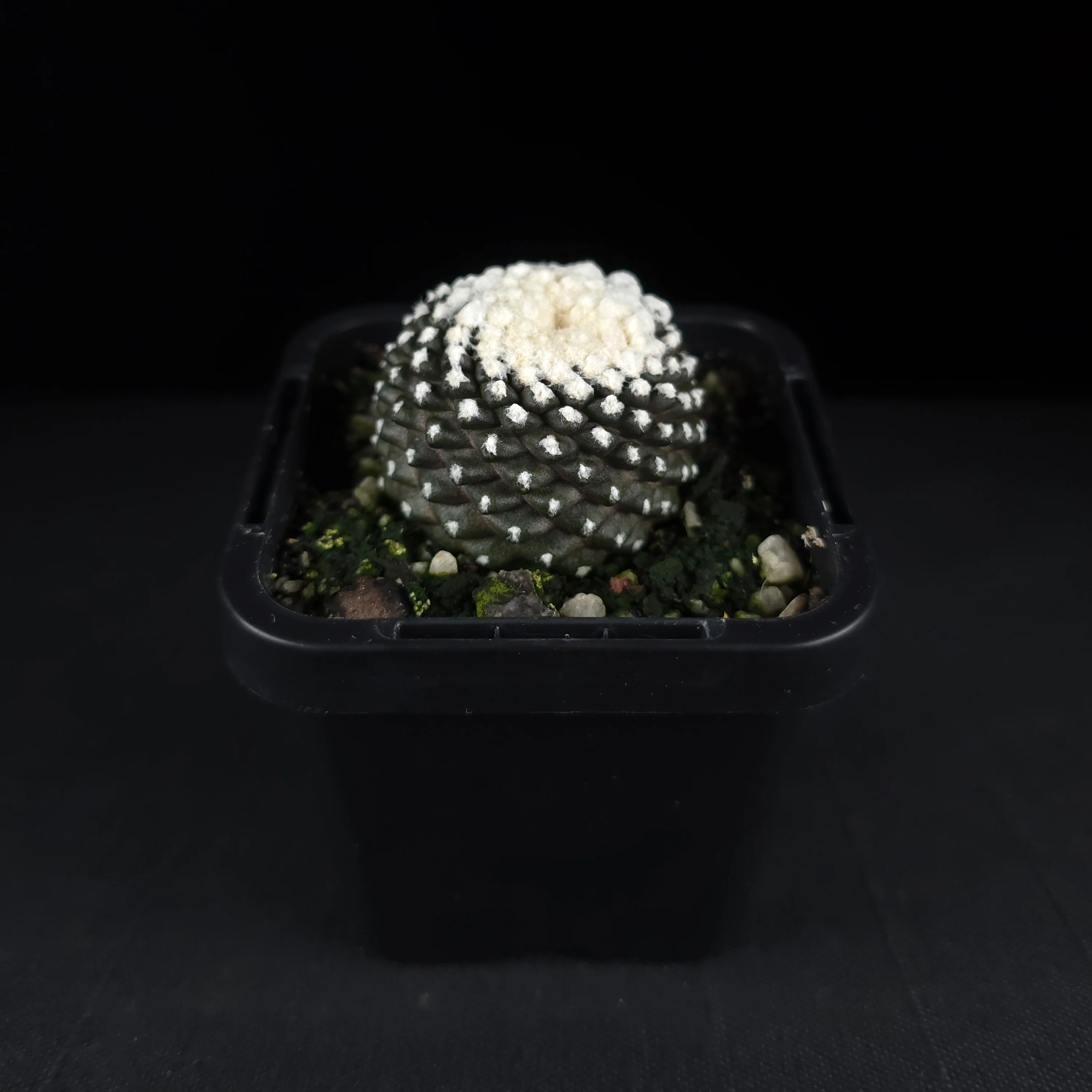 Copiapoa tenuissima f. Monstruosa - Image 4