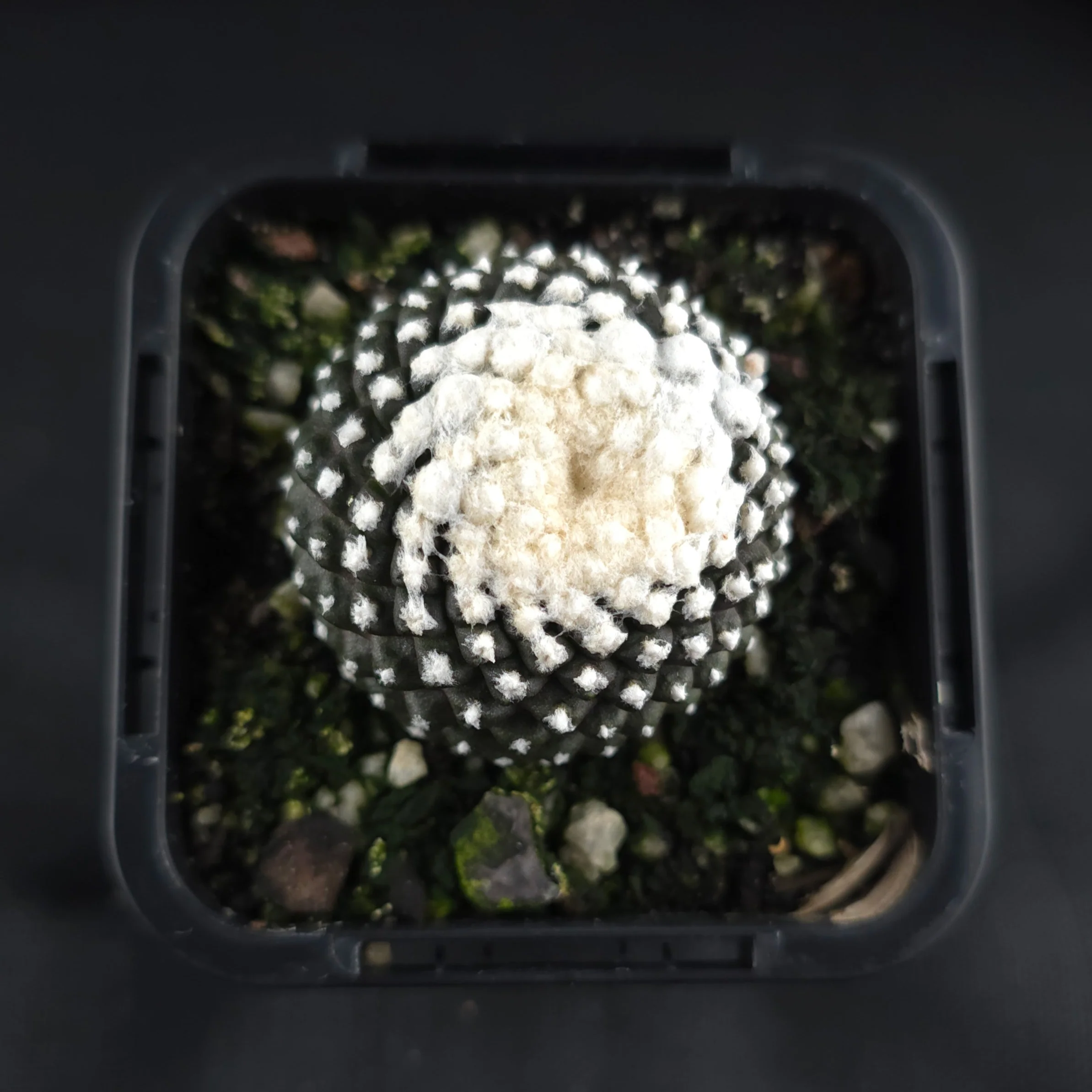 Copiapoa tenuissima f. Monstruosa - Image 5