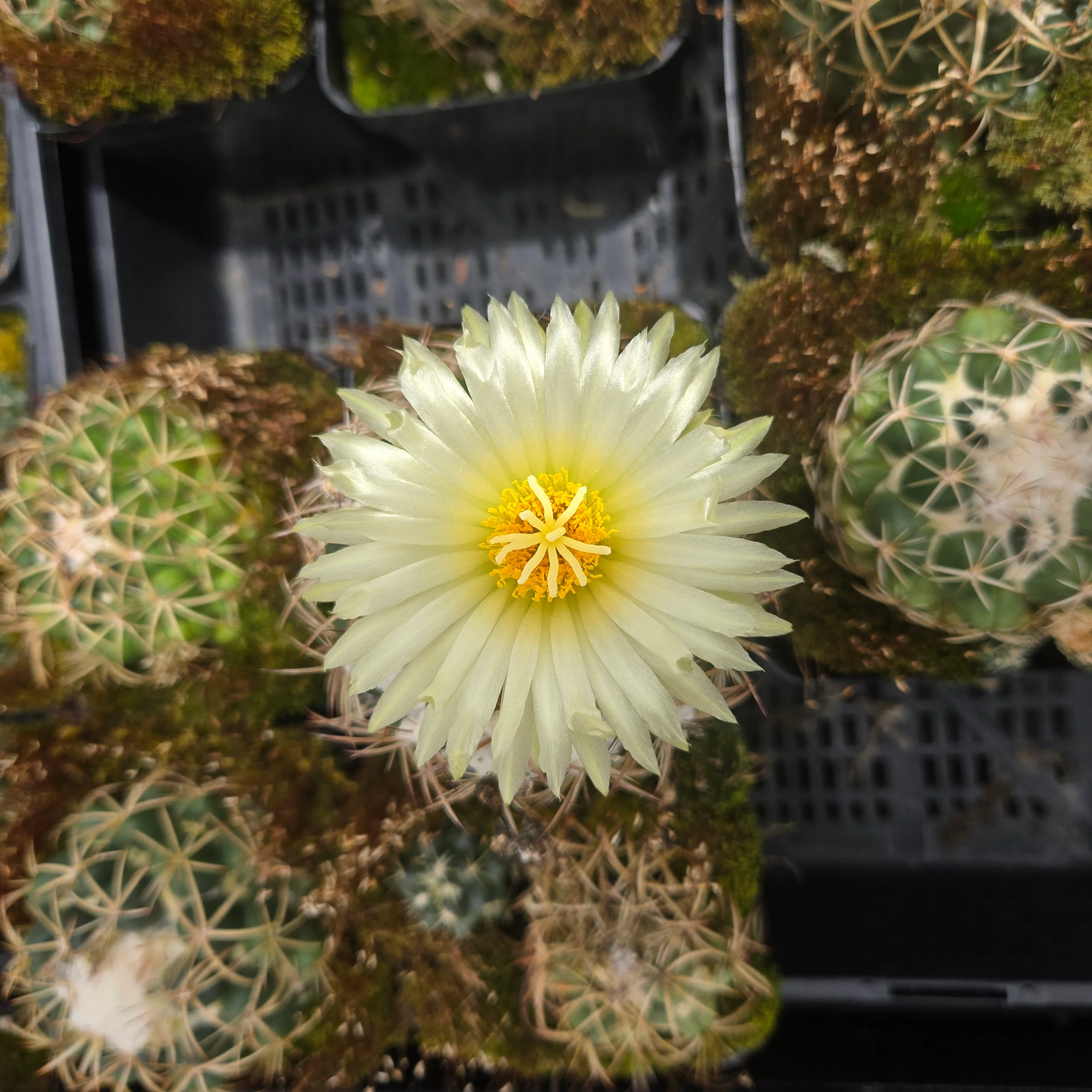 Coryphantha elephantidens – Elephant's Tooth Cactus - Image 2