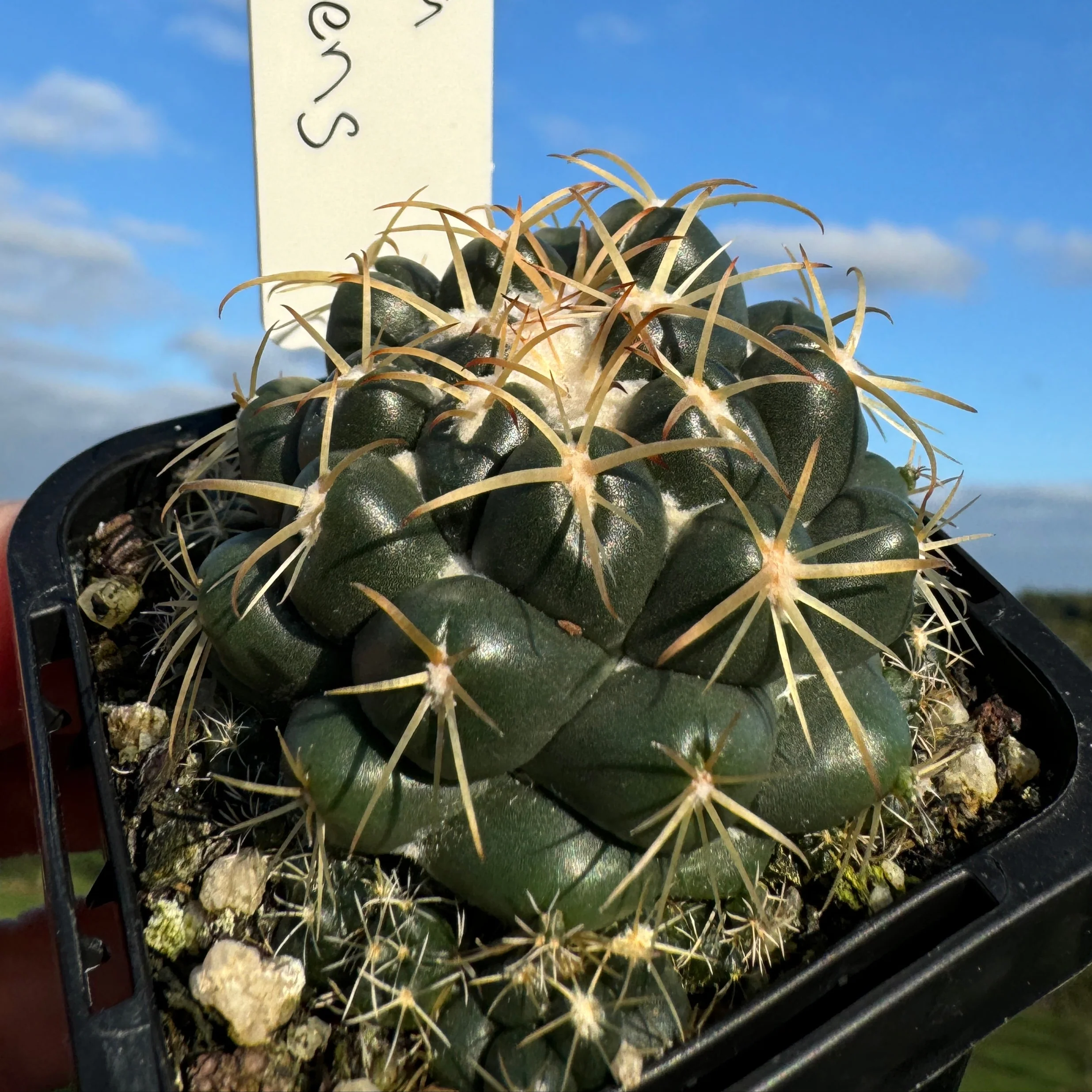 Coryphantha elephantidens – Elephant's Tooth Cactus - Image 3