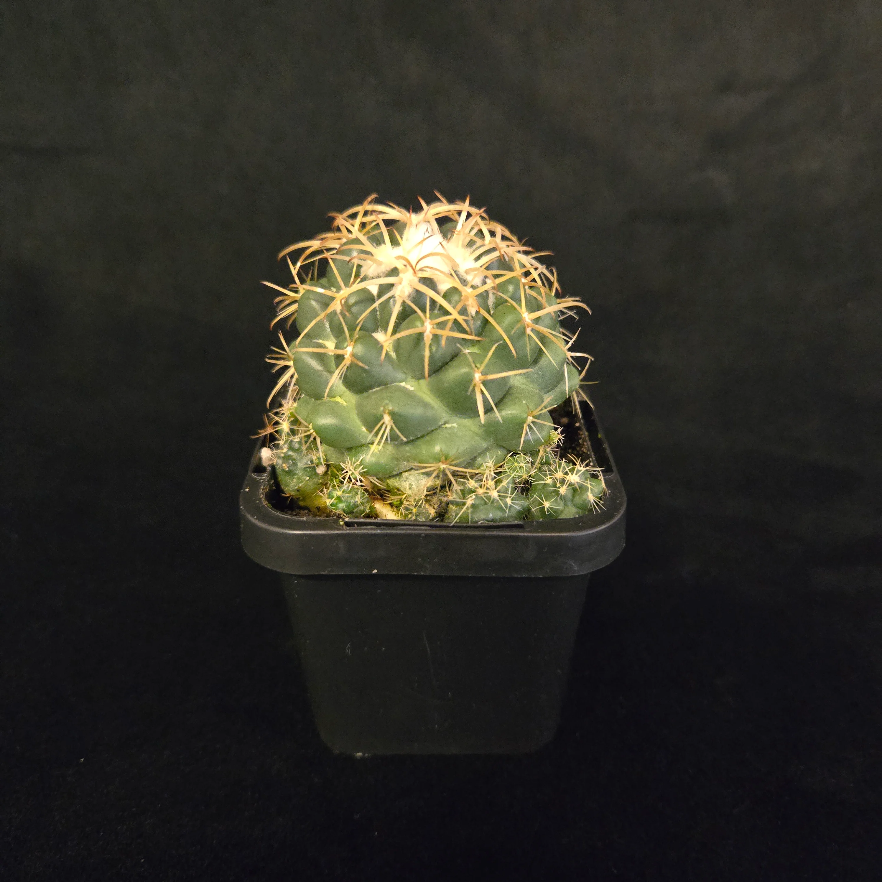 Coryphantha elephantidens – Elephant's Tooth Cactus - Image 4