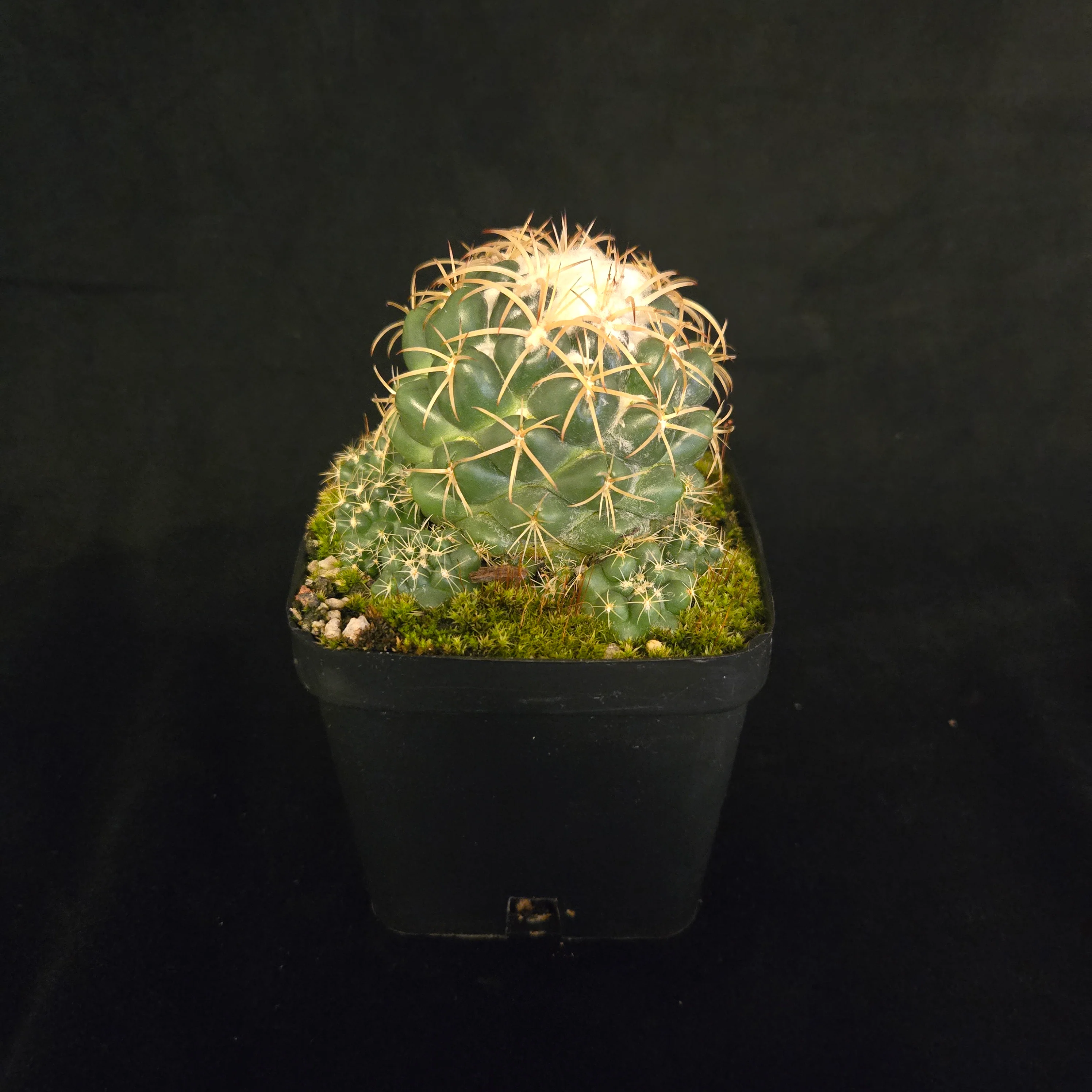 Coryphantha elephantidens – Elephant's Tooth Cactus - Image 5