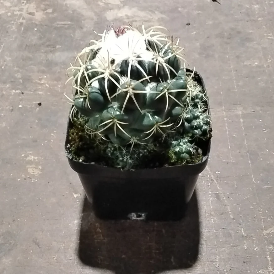 Coryphantha elephantidens – Elephant's Tooth Cactus - Image 6