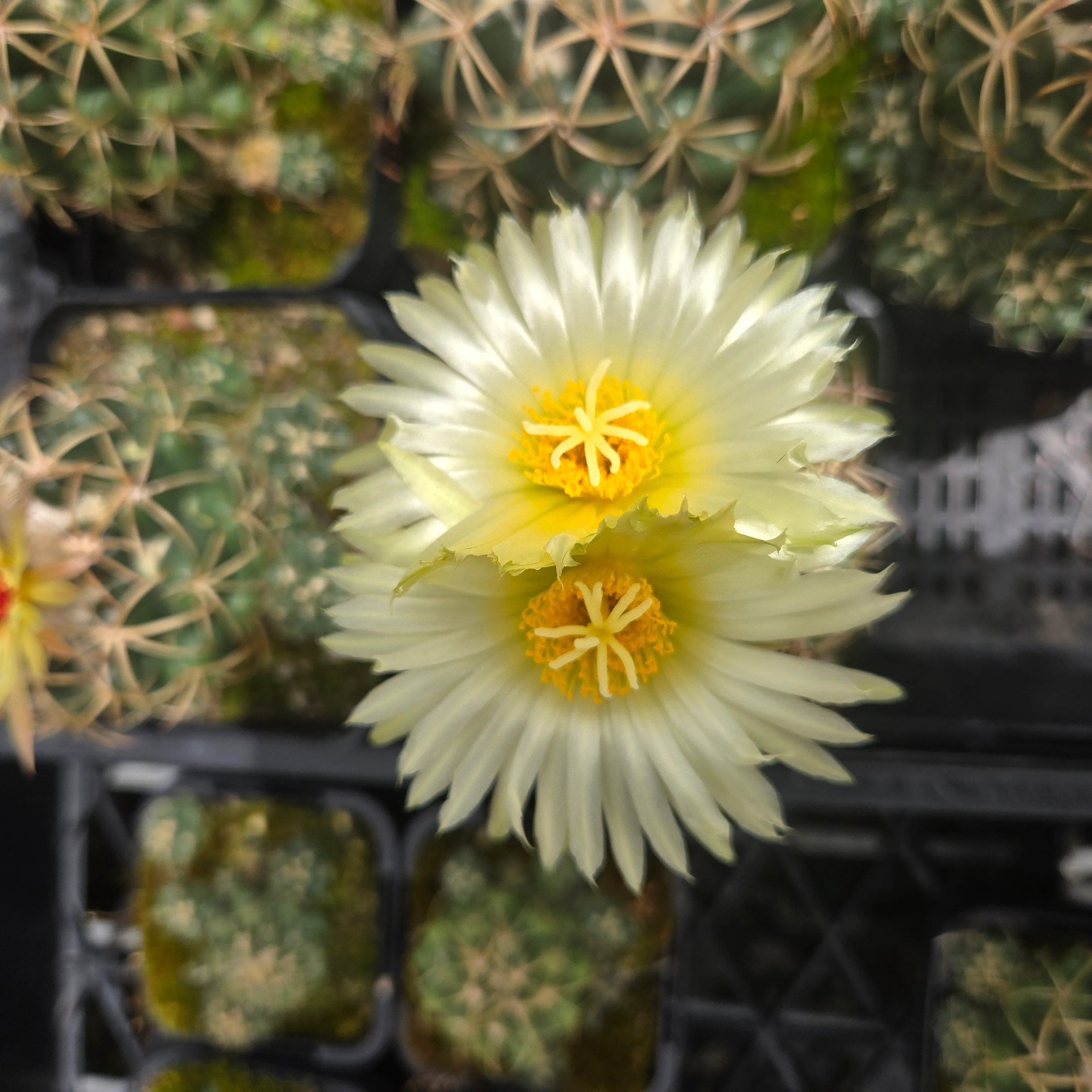 Coryphantha elephantidens – Elephant's Tooth Cactus - Image 7