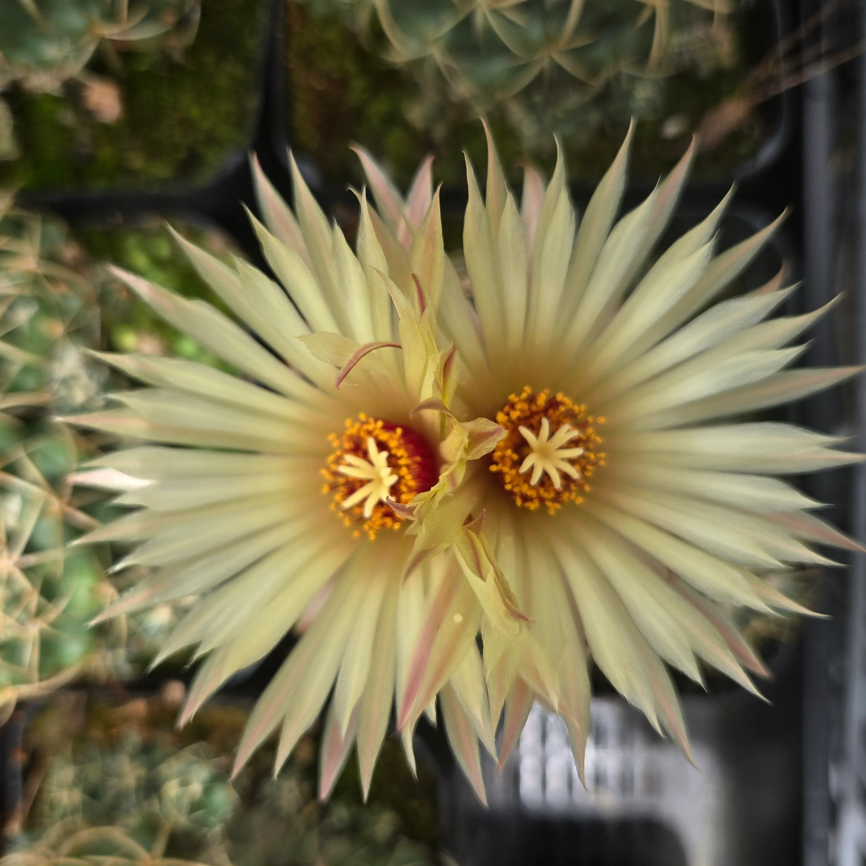 Coryphantha elephantidens – Elephant's Tooth Cactus - Image 8