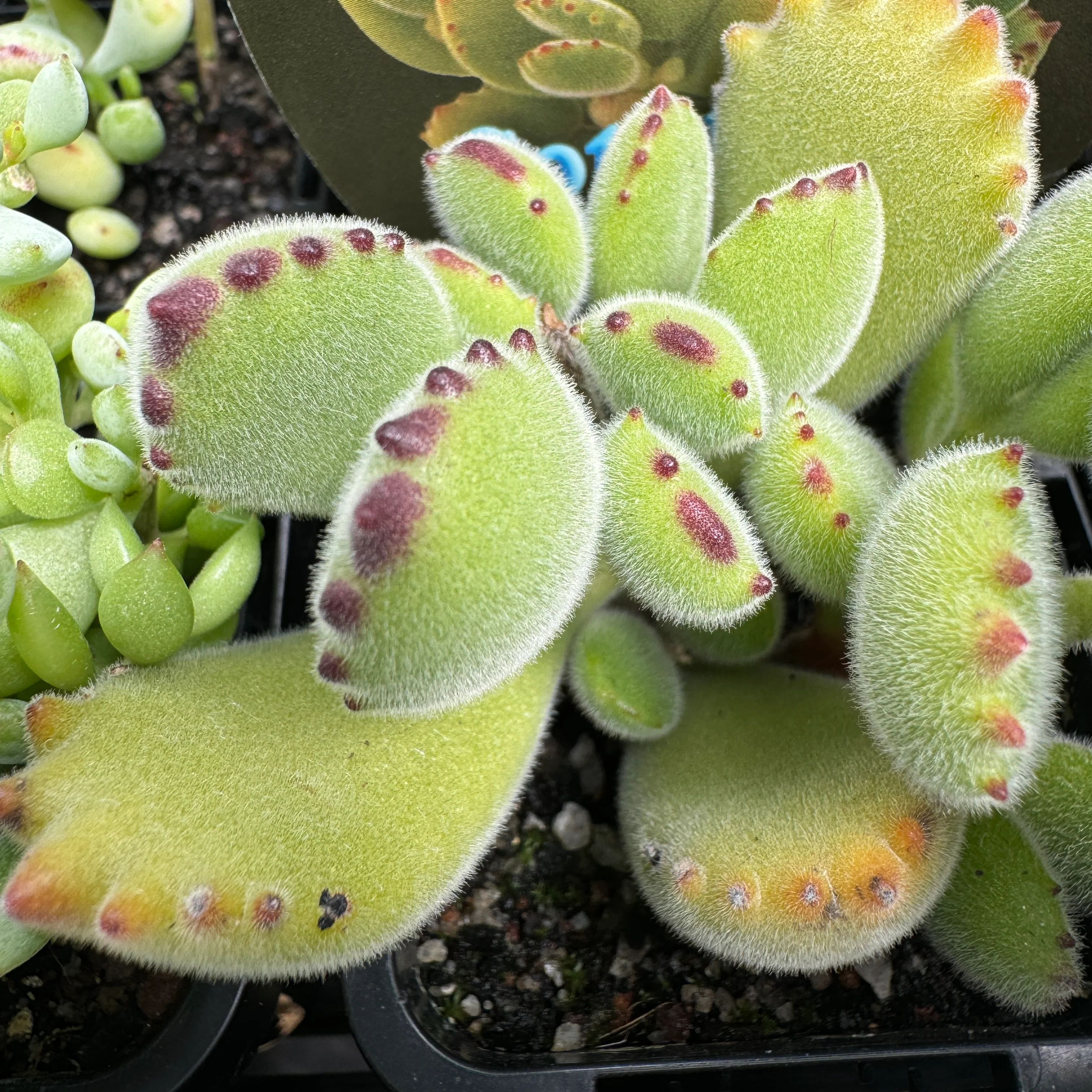 Cotyledon tomentosa 'Bear's Paw' - Image 2