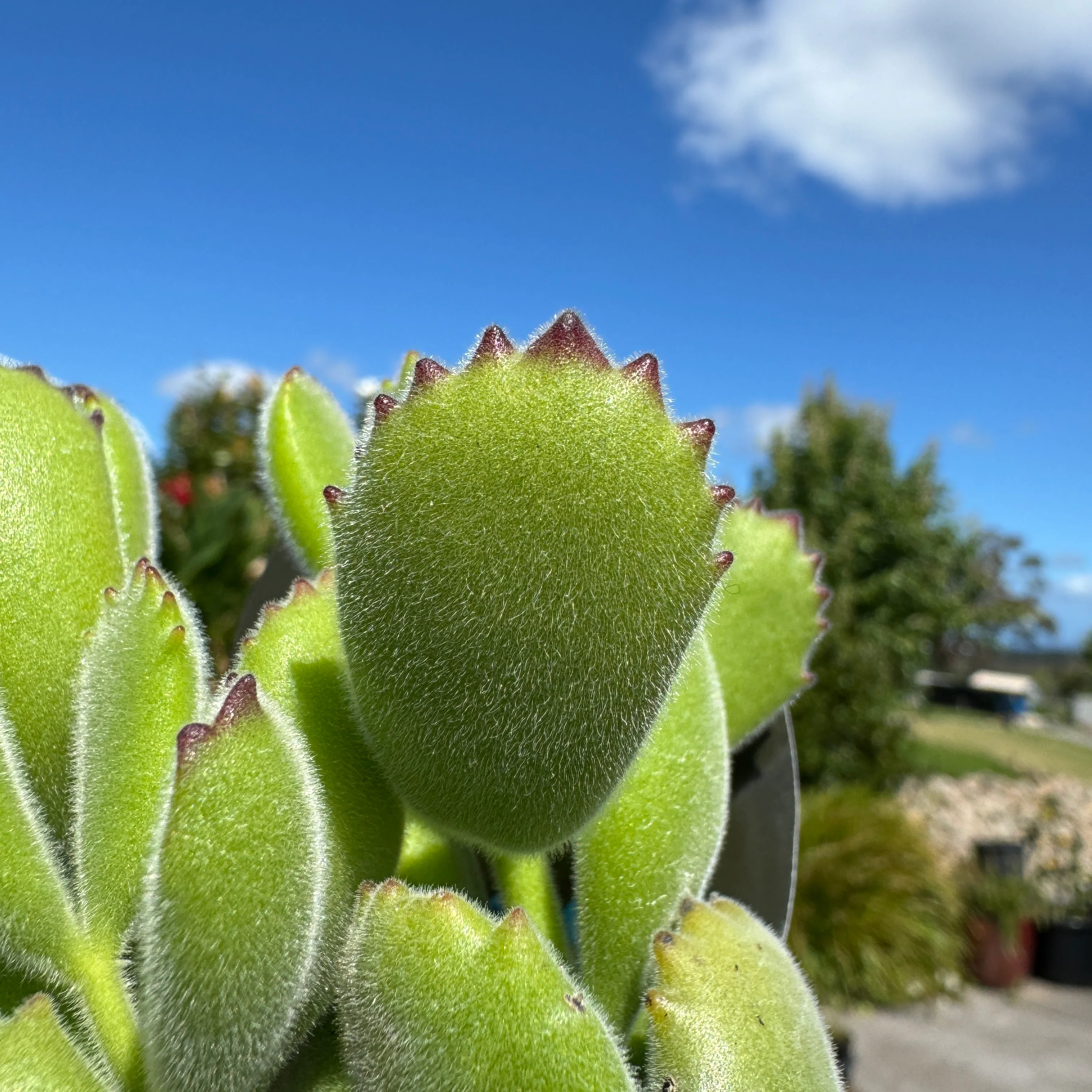 Cotyledon tomentosa 'Bear's Paw' - Image 3