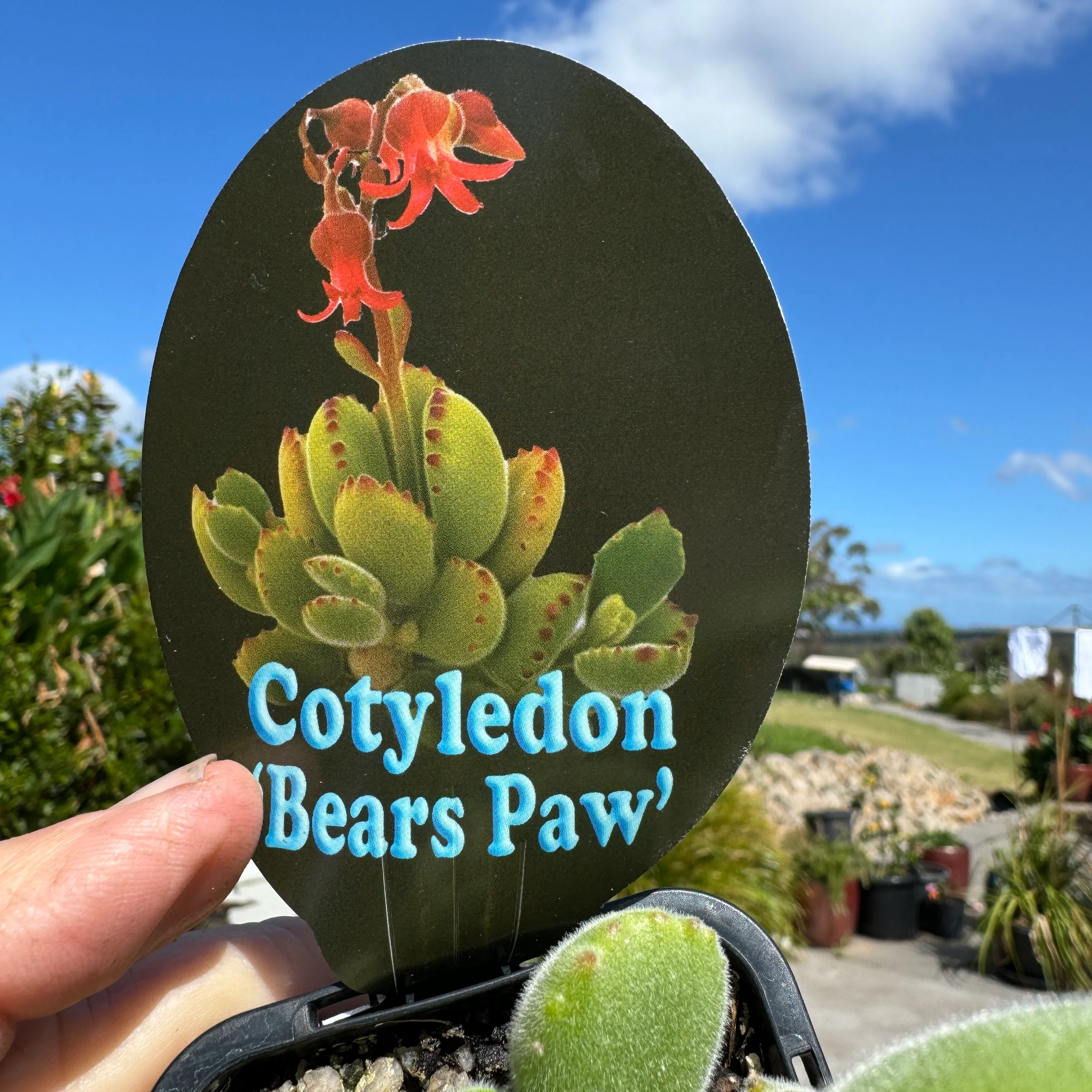 Cotyledon tomentosa 'Bear's Paw' - Image 5