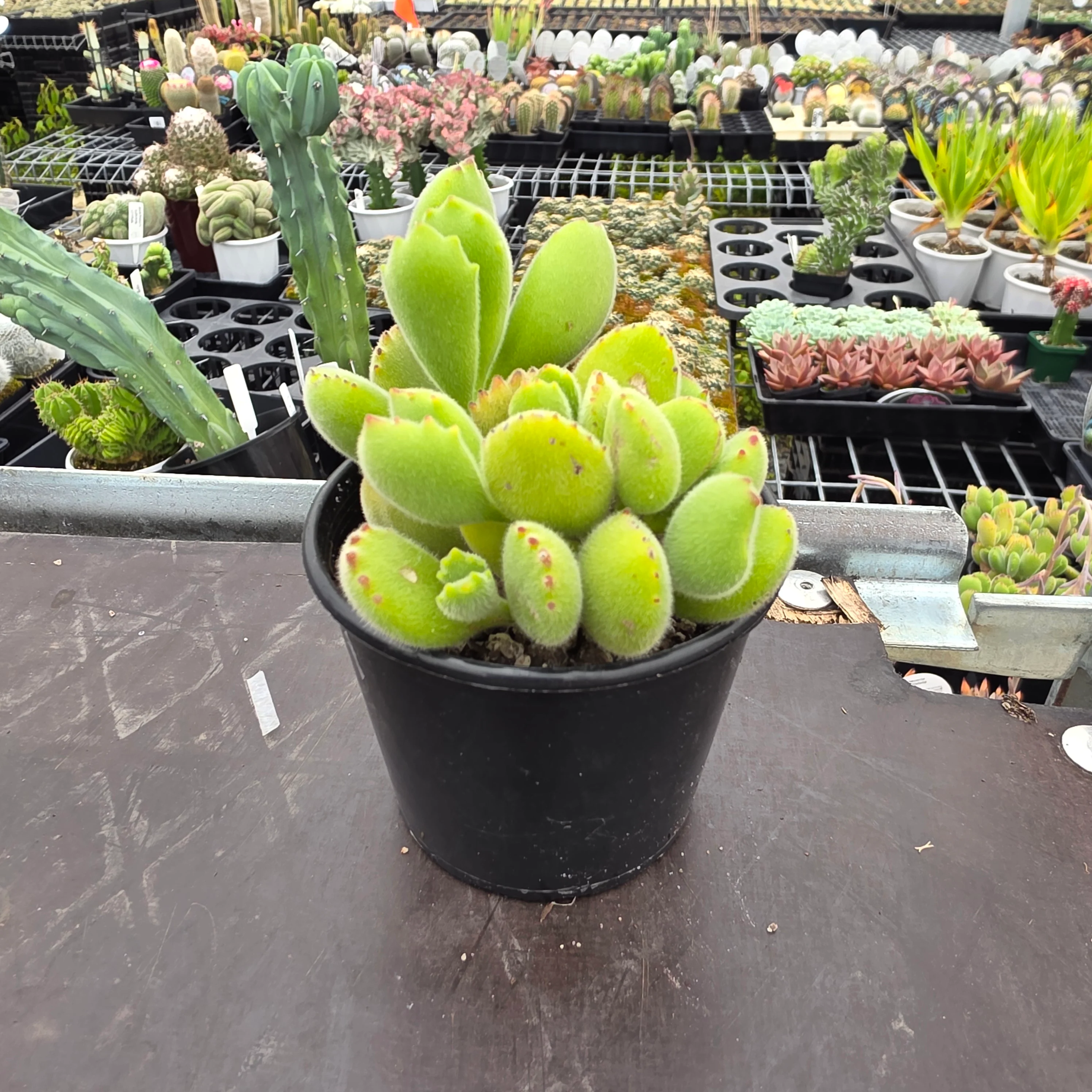Cotyledon tomentosa 'Bear's Paw' - Image 7