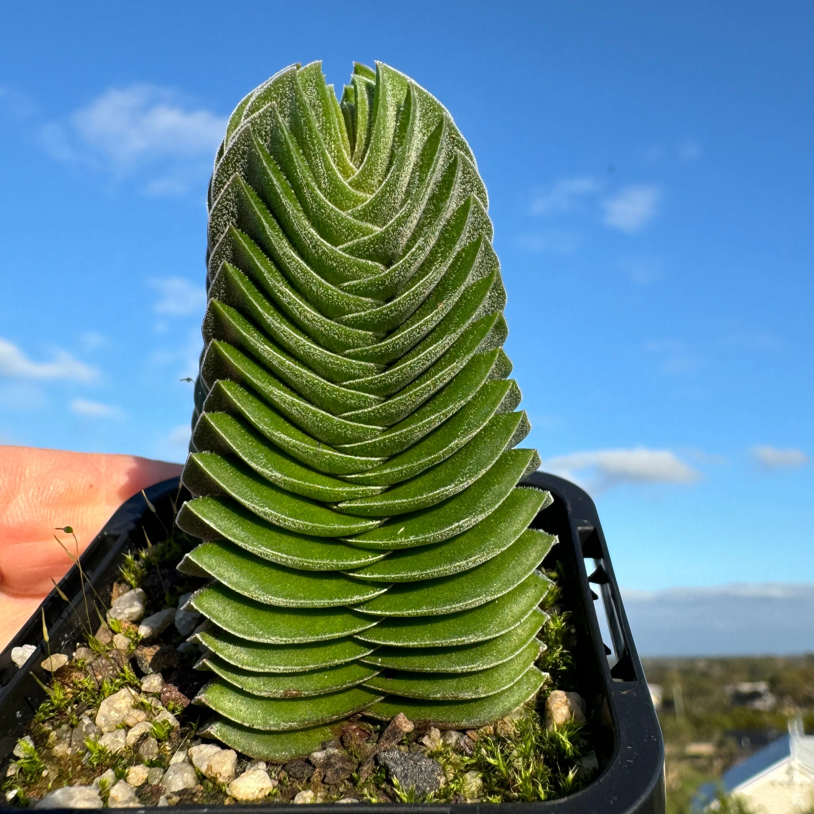 Crassula 'Buddha’s Temple' - Image 6