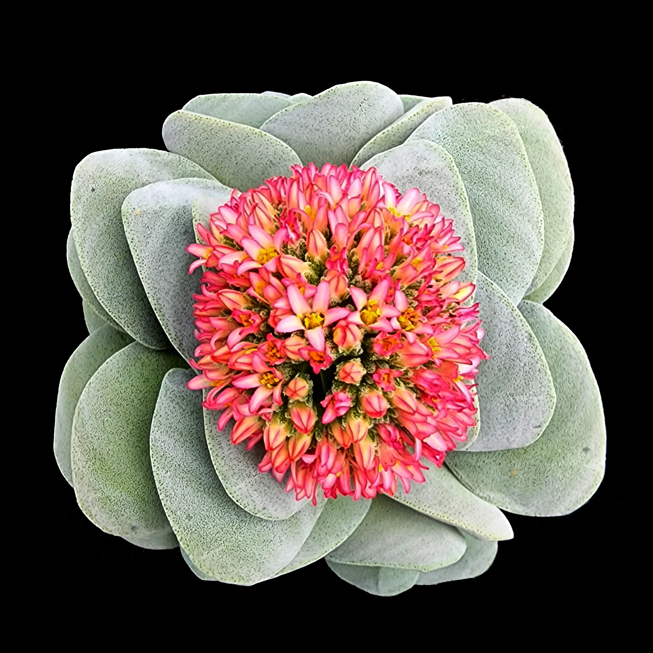 Crassula 'Morgan's Beauty' (WA Prohibited)