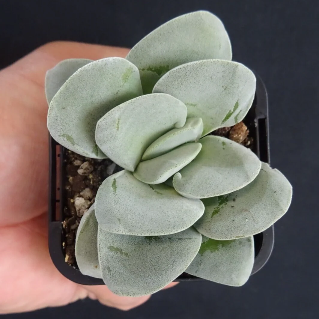 Crassula 'Morgan's Beauty' (WA Prohibited) - Image 2