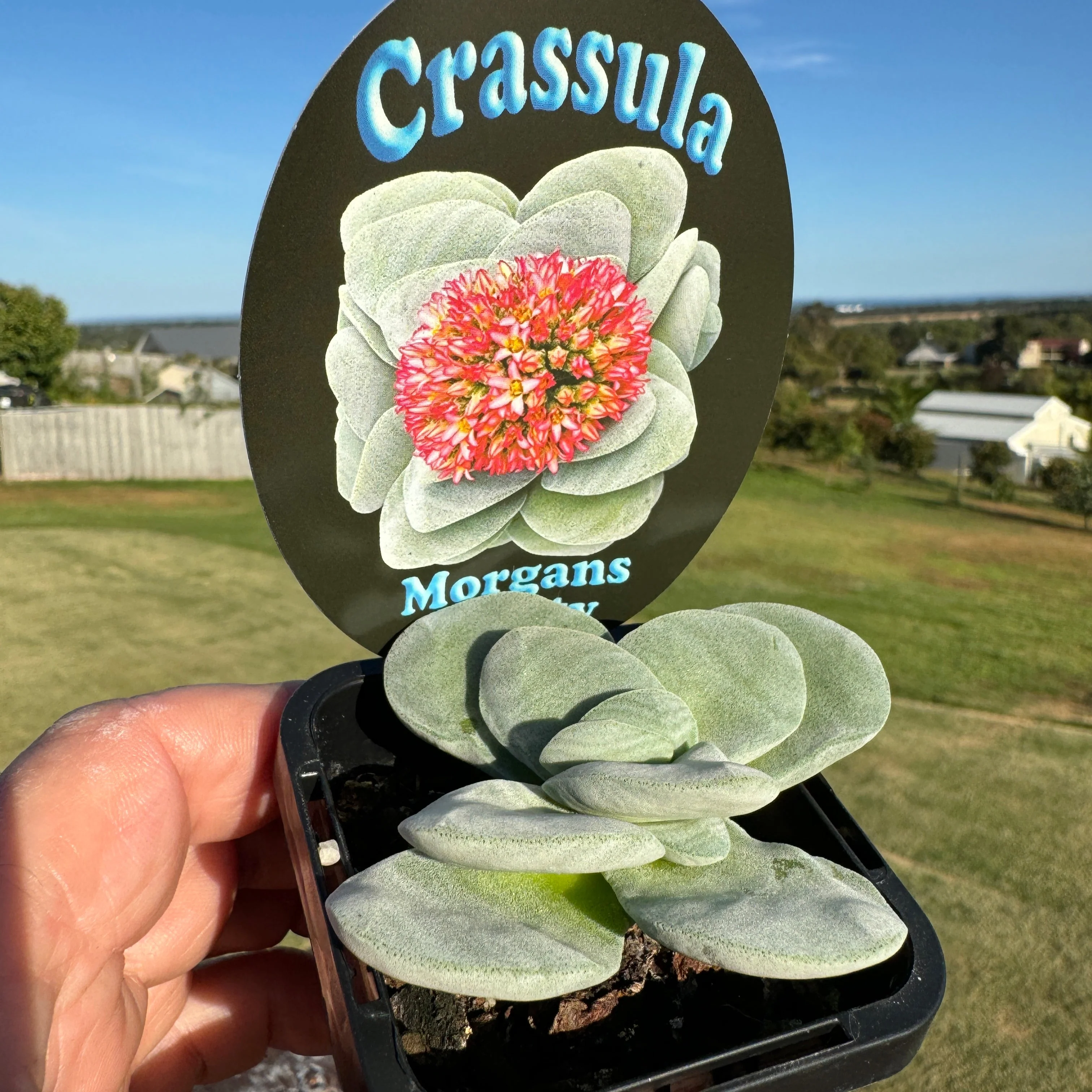 Crassula 'Morgan's Beauty' (WA Prohibited) - Image 3