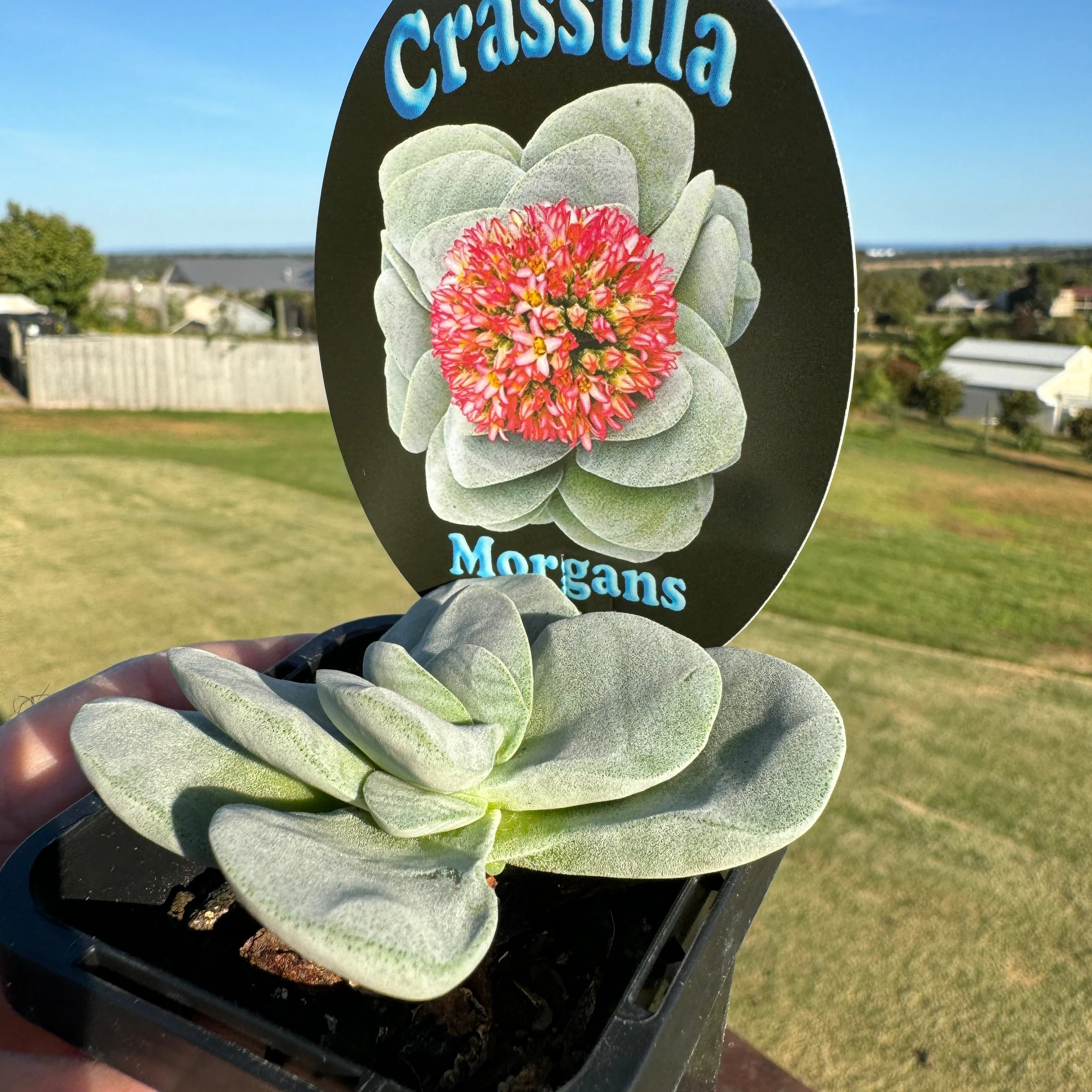 Crassula 'Morgan's Beauty' (WA Prohibited) - Image 4