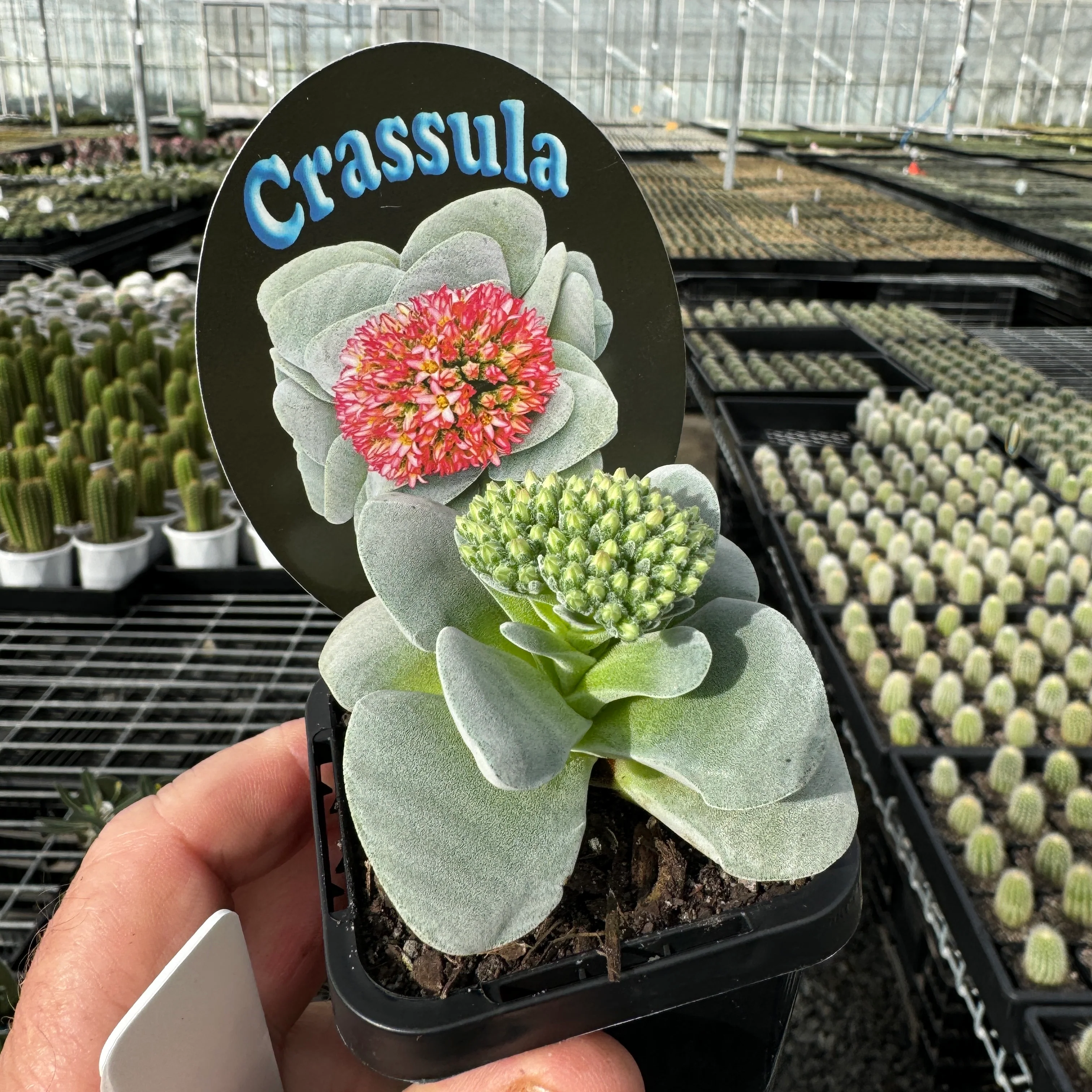 Crassula 'Morgan's Beauty' (WA Prohibited) - Image 5