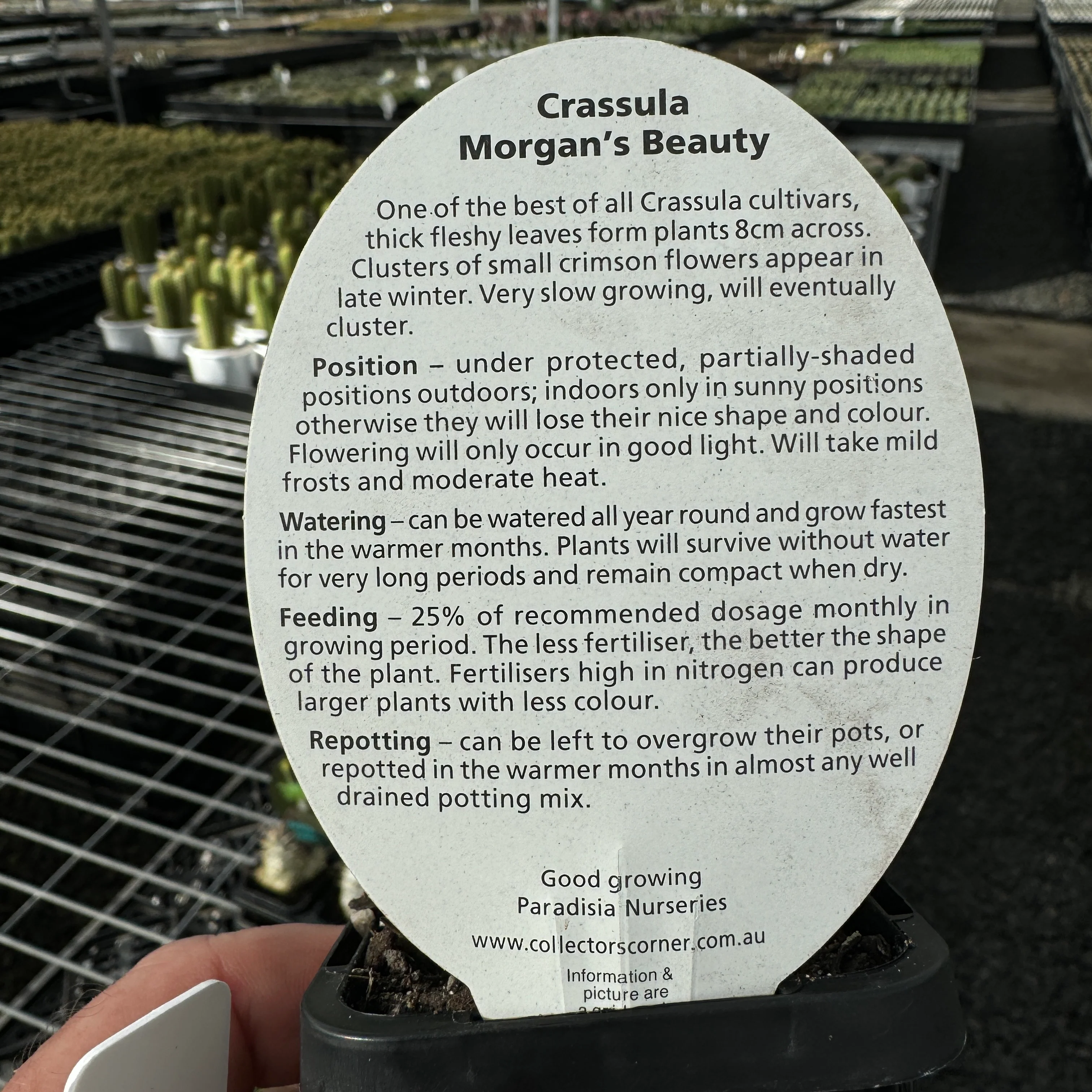 Crassula 'Morgan's Beauty' (WA Prohibited) - Image 6