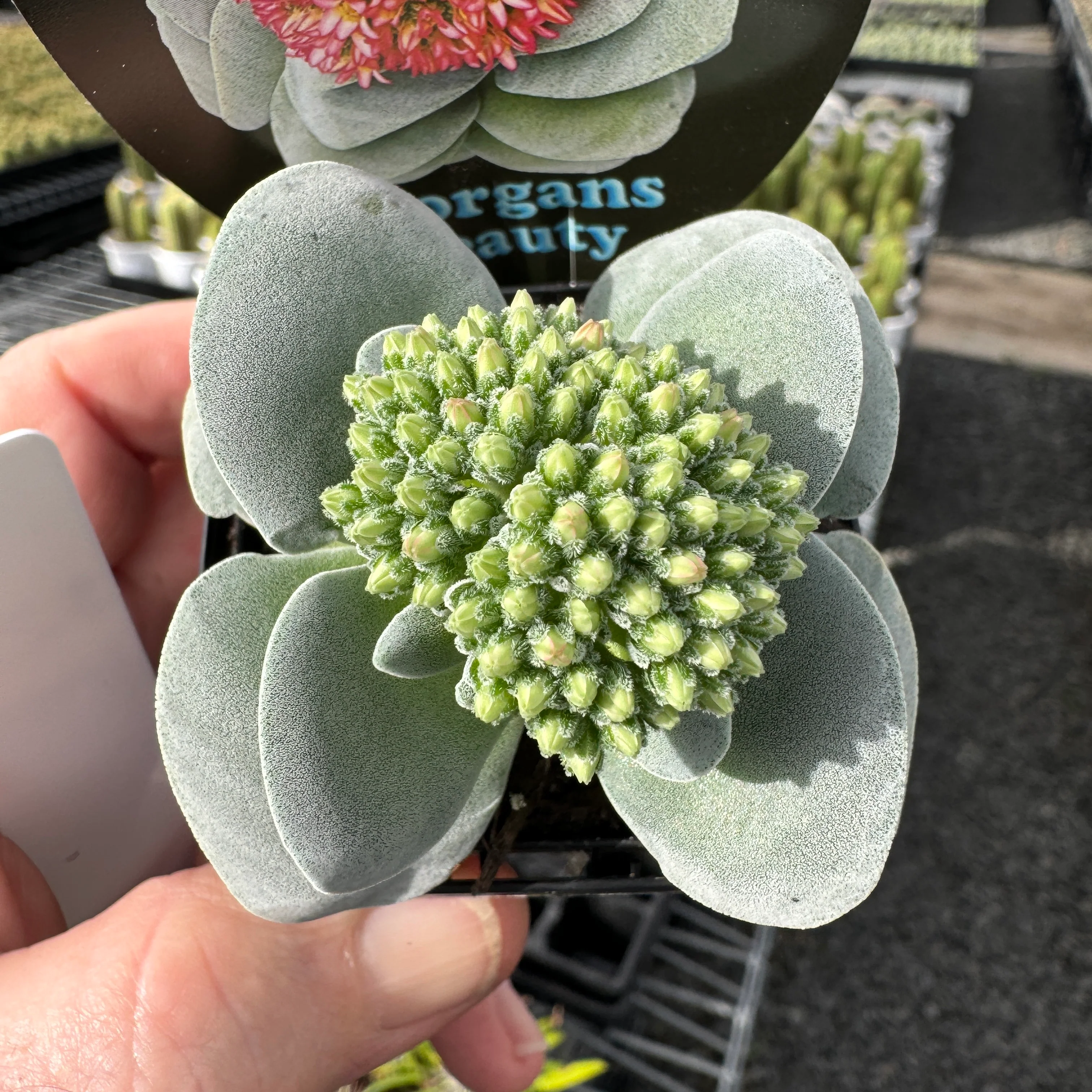 Crassula 'Morgan's Beauty' (WA Prohibited) - Image 7