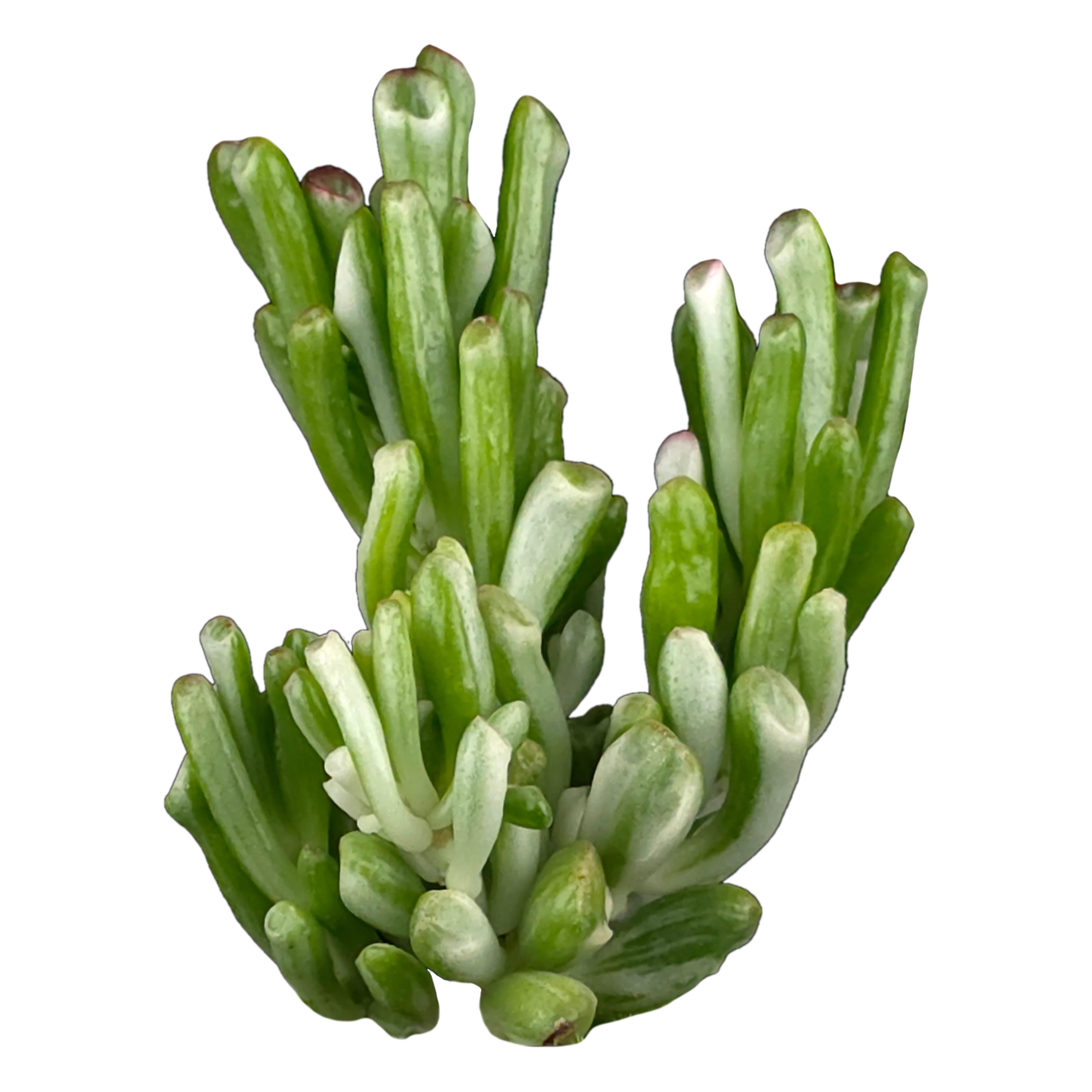 Crassula ovata 'Horntree White'