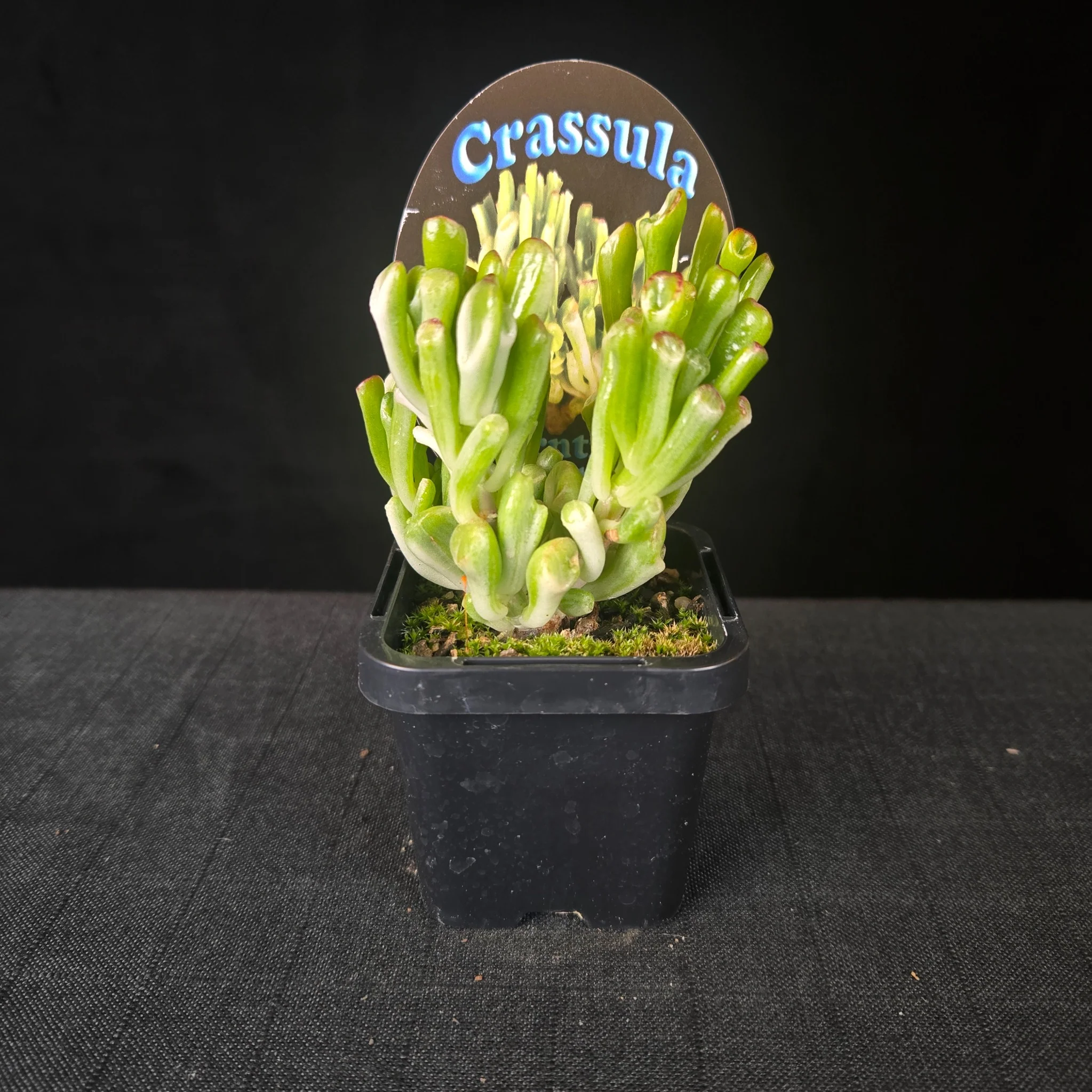 Crassula ovata 'Horntree White' - Image 5