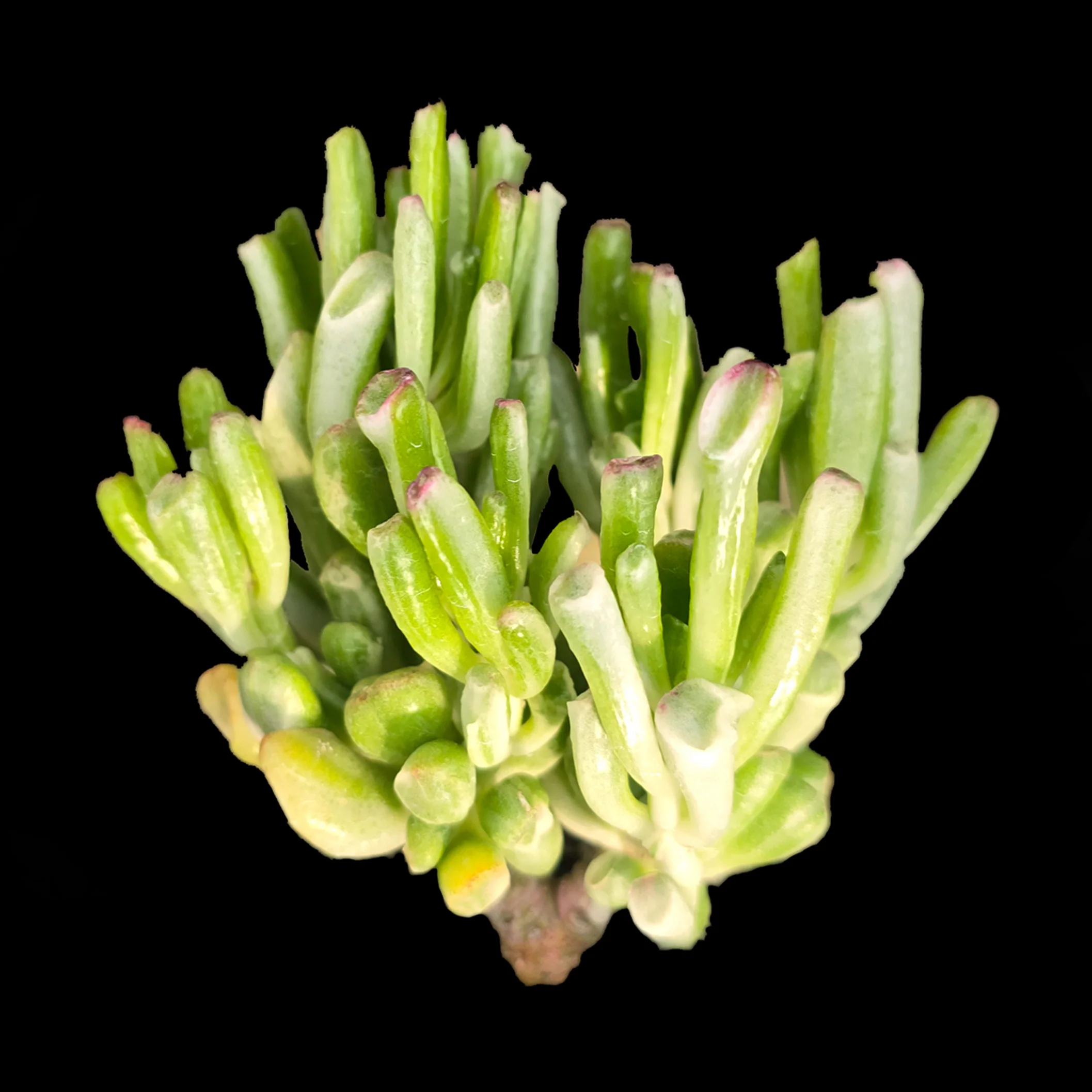 Crassula ovata 'Horntree White' - Image 6
